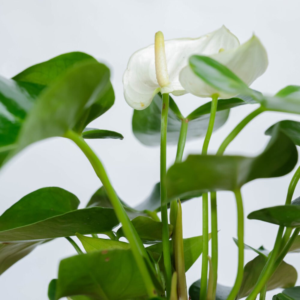 Shop Secondary Image Shop Secondary Image