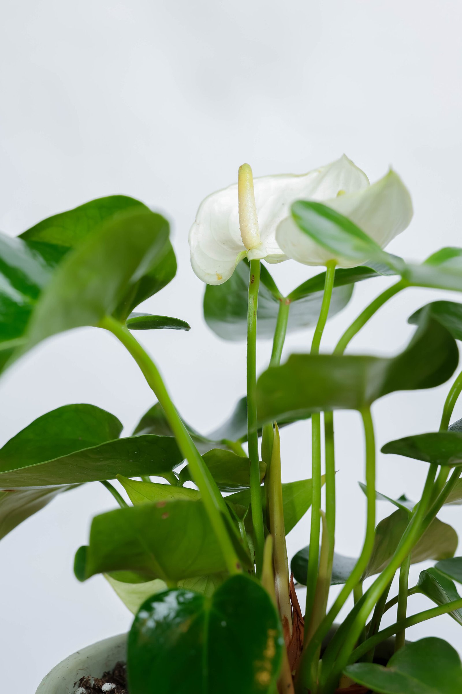 نبتة انتوريوم ابيض في اصيص فخار خشن اخضر فاتح - الصورة 2