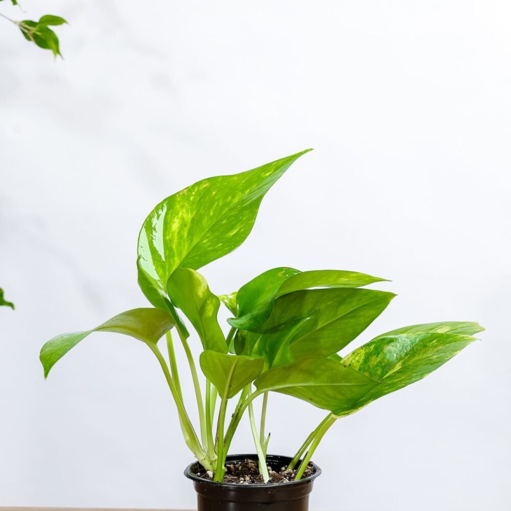 Shop Secondary Image