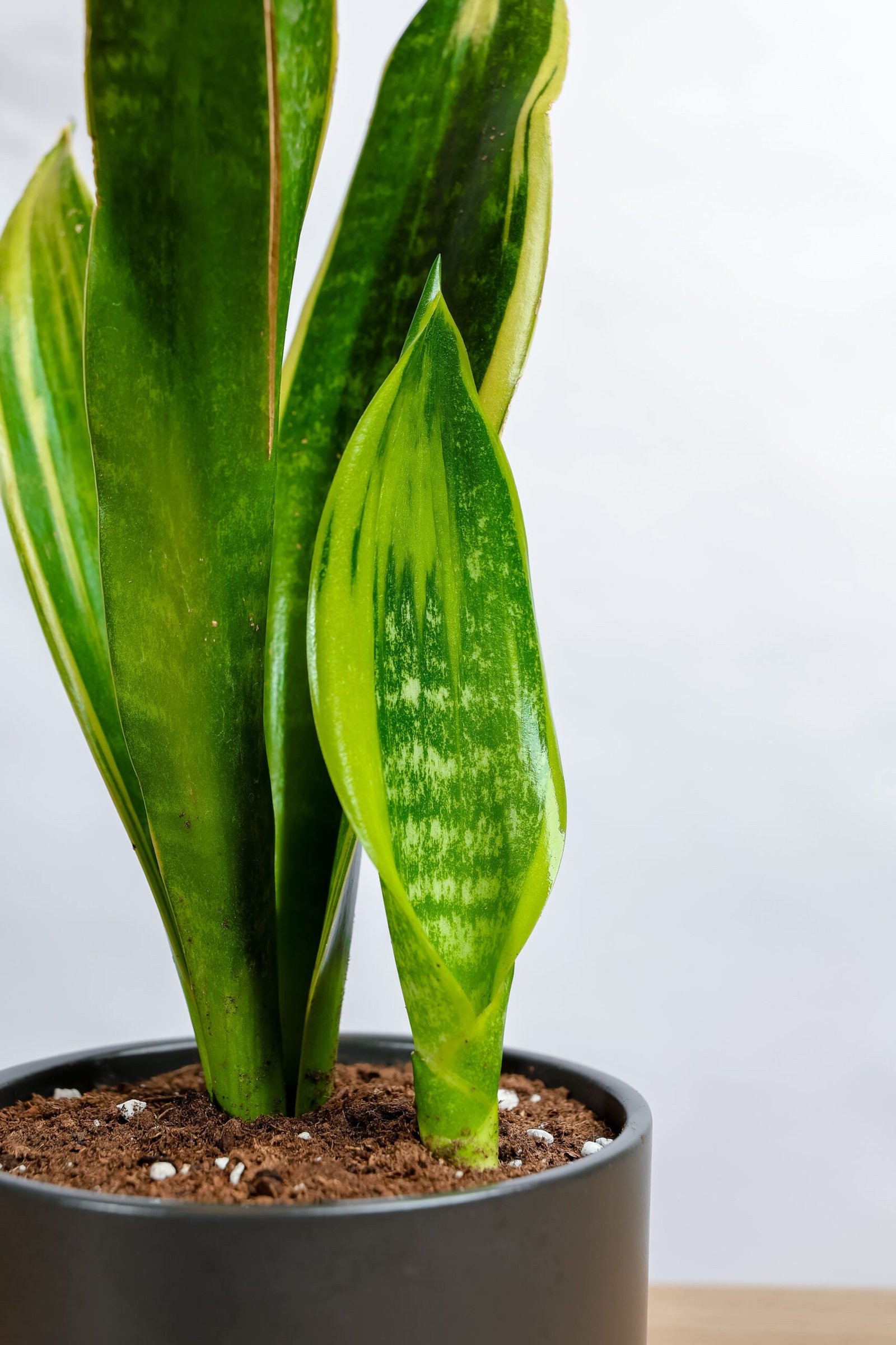 نبتة جلد النمر في حوض سيراميك اسود بقاعده خشبيه - الصورة 2