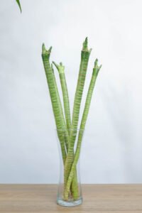 مجموعة بامبو لوتس صغيرة في فازة زجاجية