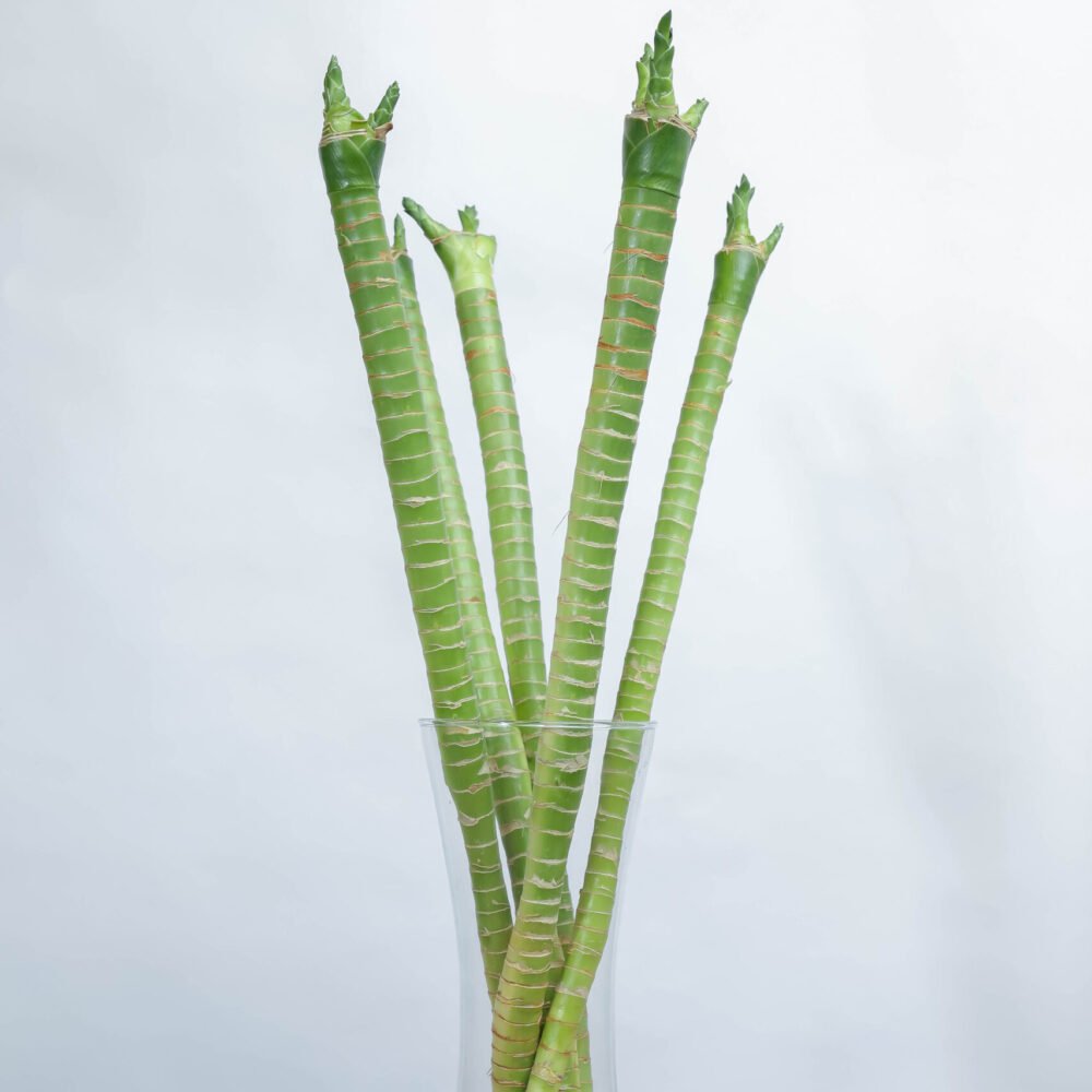 Shop Primary Image Shop Primary Image