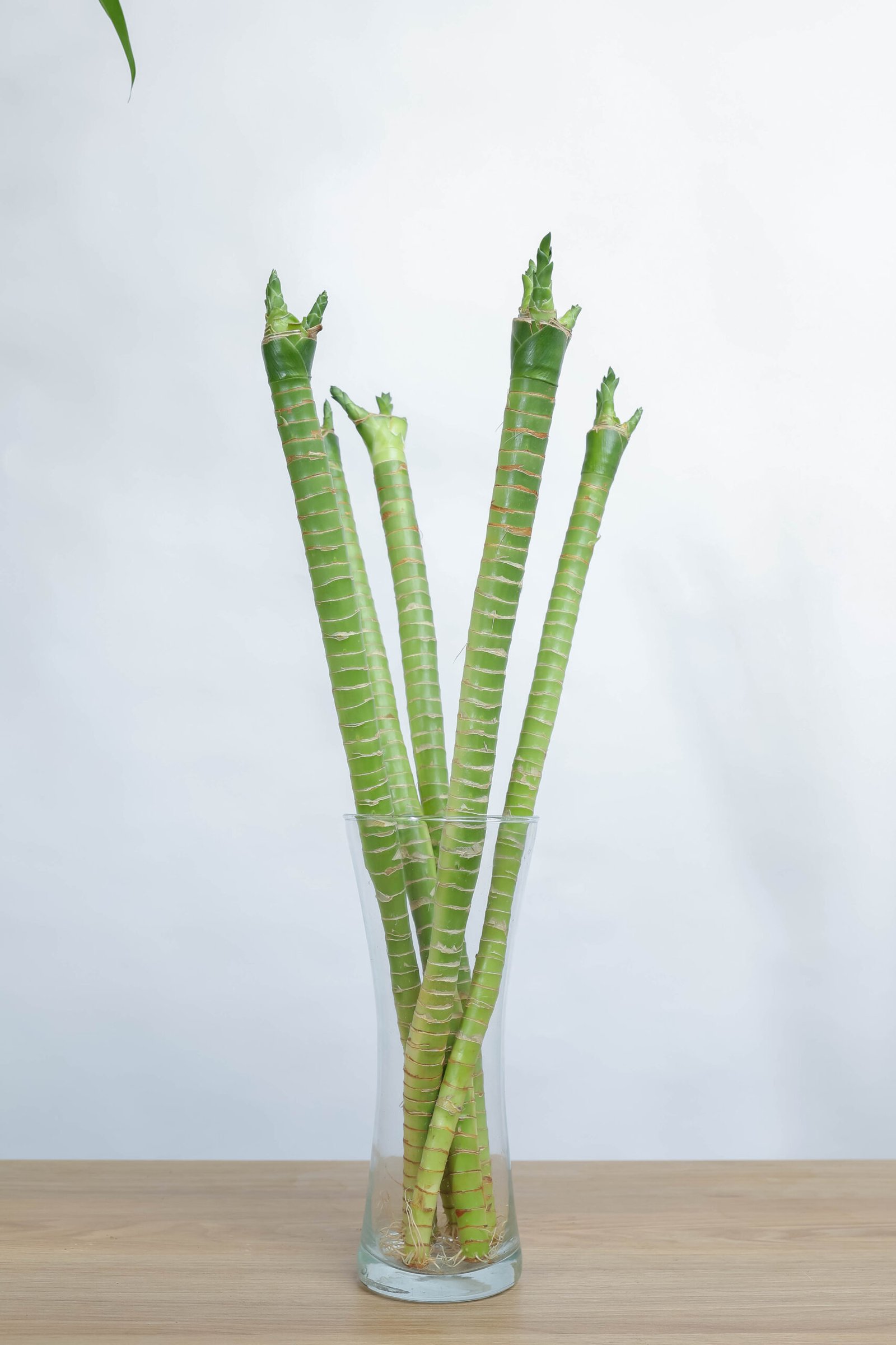 مجموعة بامبو لوتس صغيرة في فازة زجاجية