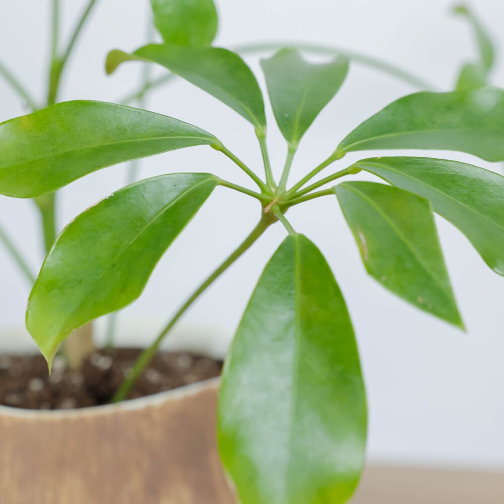 Shop Secondary Image Shop Secondary Image