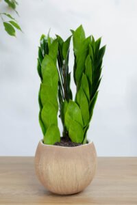 نبتة زاميا بشكل مميز في اصيص سيراميك بتصميم جوز الهند