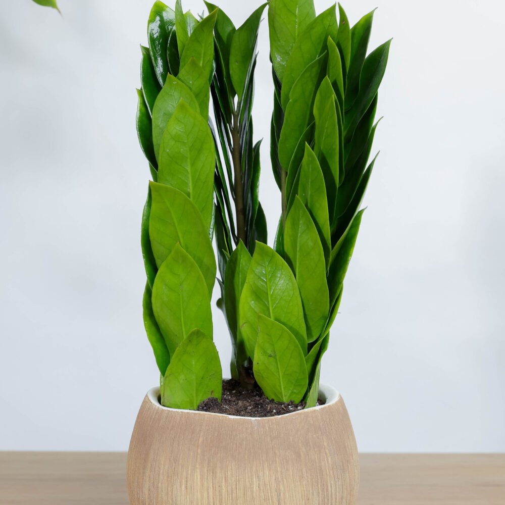 Shop Primary Image Shop Primary Image