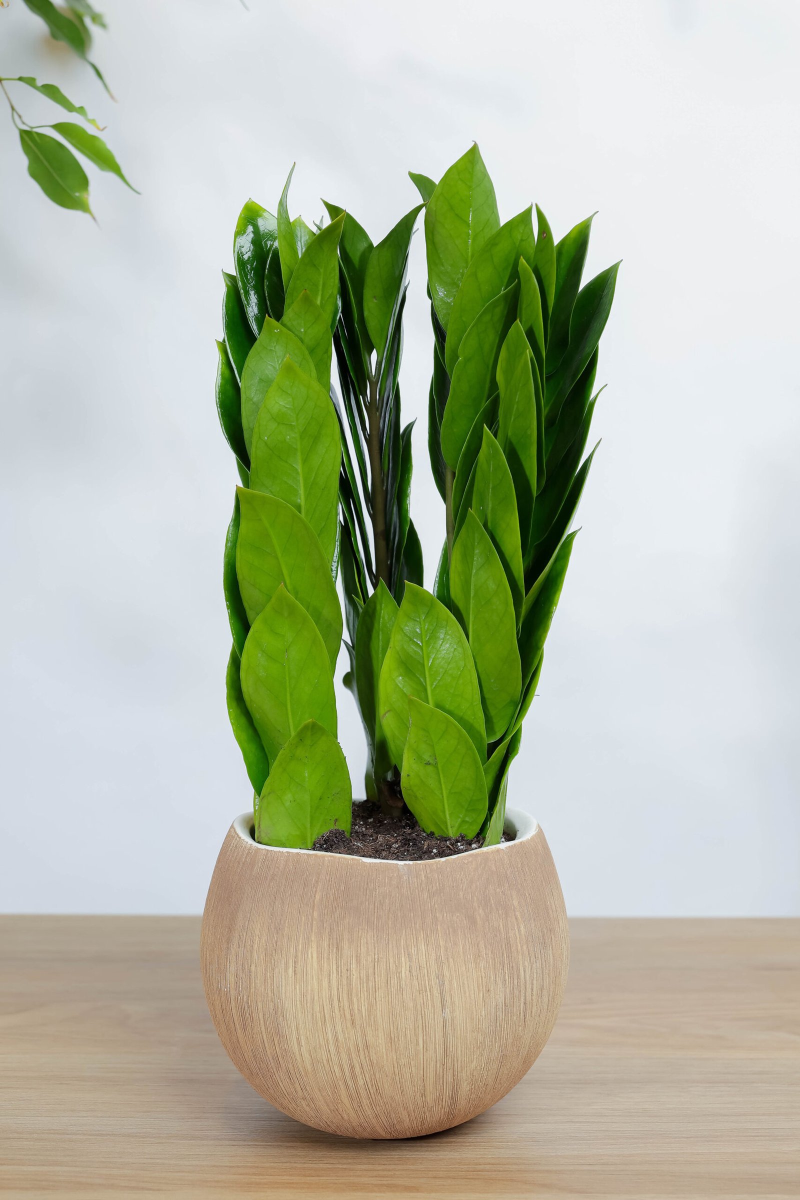 نبتة زاميا بشكل مميز في اصيص سيراميك بتصميم جوز الهند