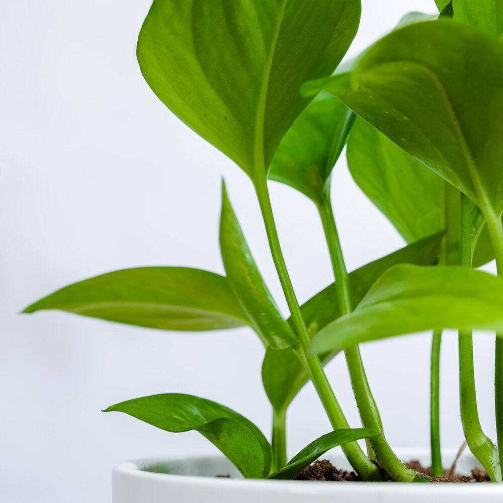 Shop Secondary Image