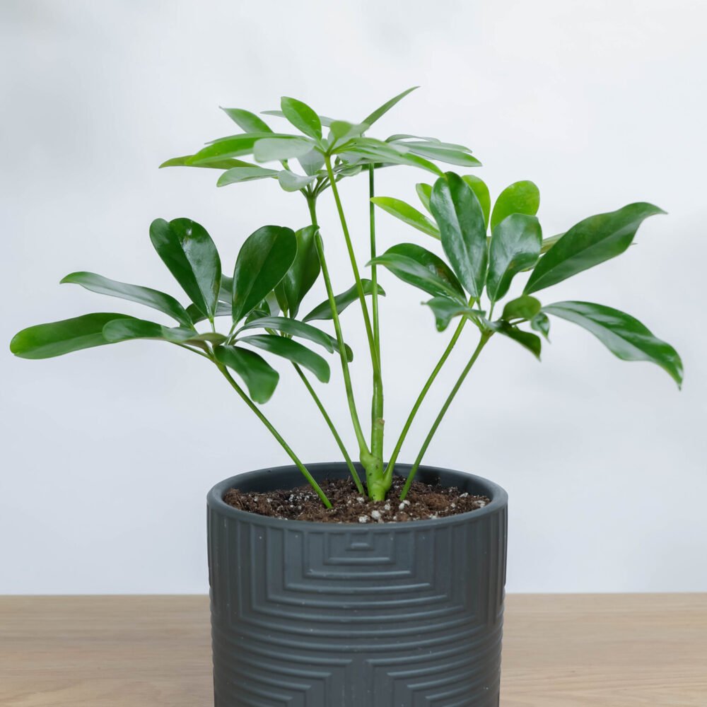 Shop Primary Image Shop Primary Image