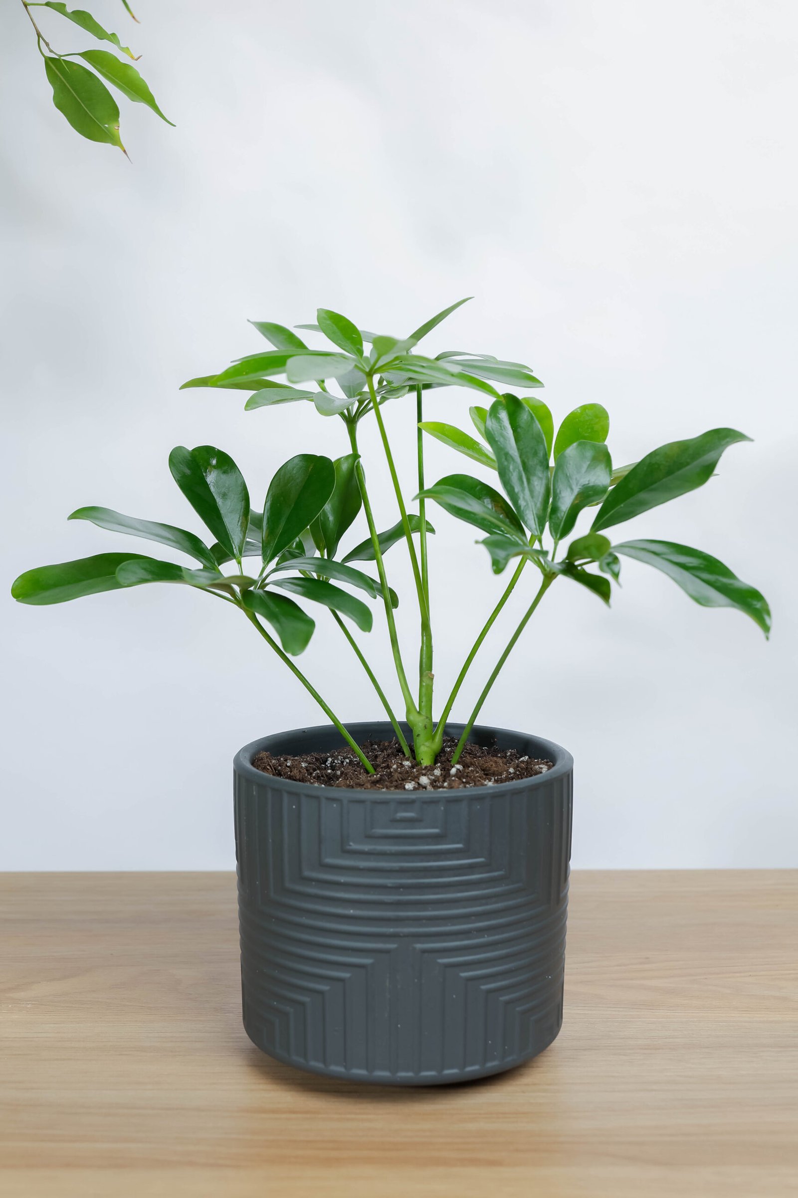 شجرة الشفليرا: هدية سهلة العناية للمنزل والمكتب من زريعة