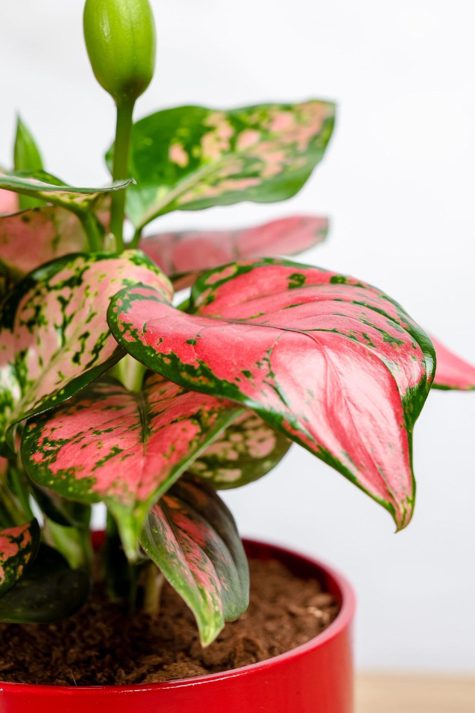 نبتة اجلونيما وردي في حوض سيراميك احمر - الصورة 2