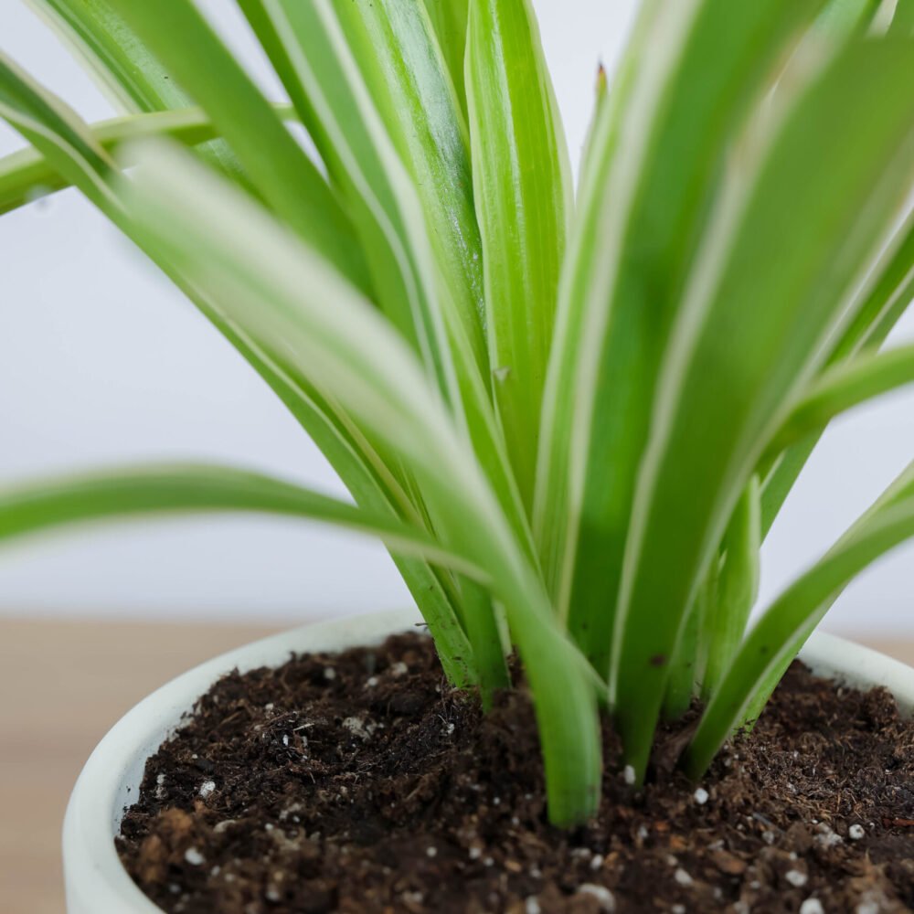 Shop Secondary Image Shop Secondary Image