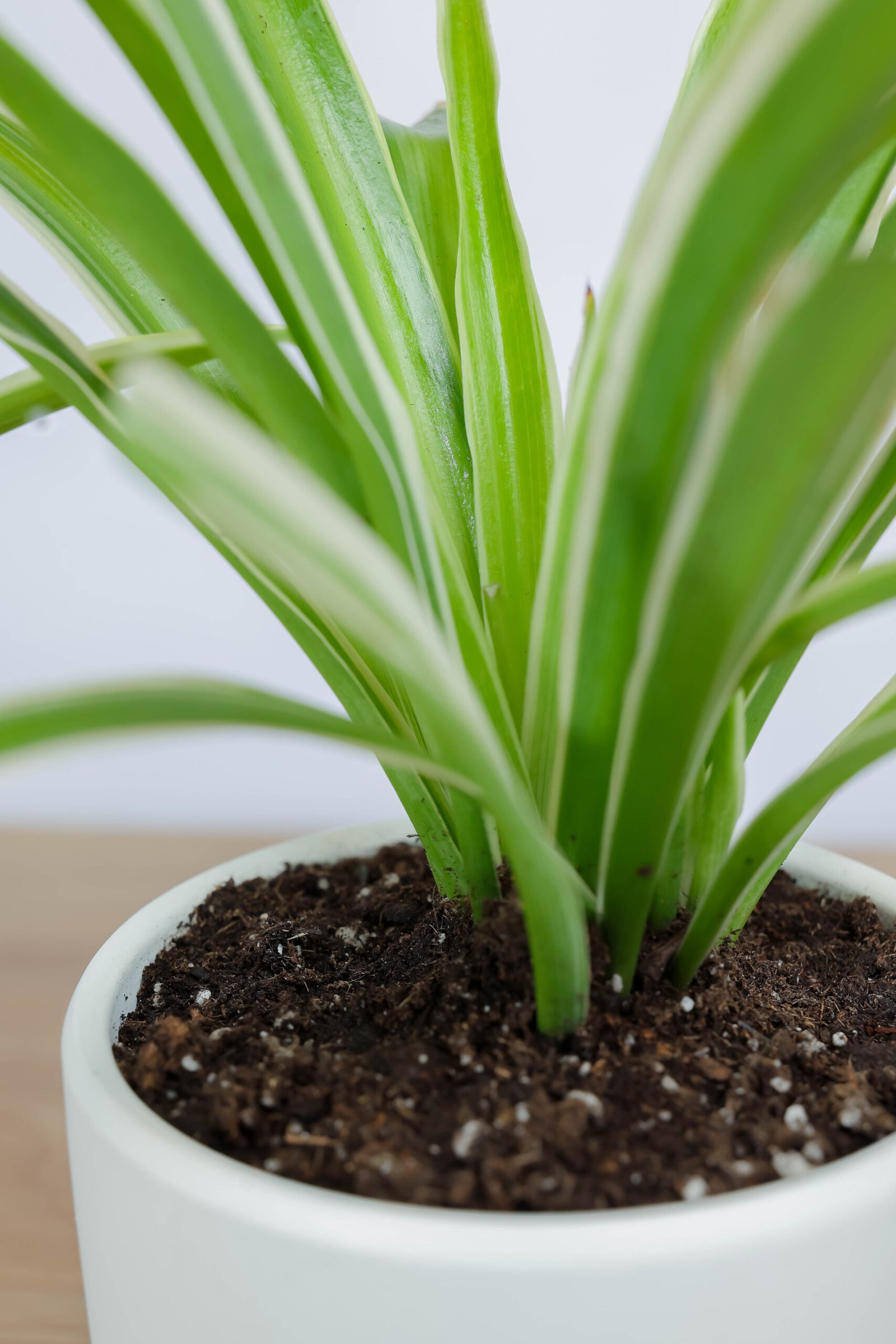 نبتة العنكبوت في اصيص سيراميك ابيض بقاعده خشبيه - الصورة 2