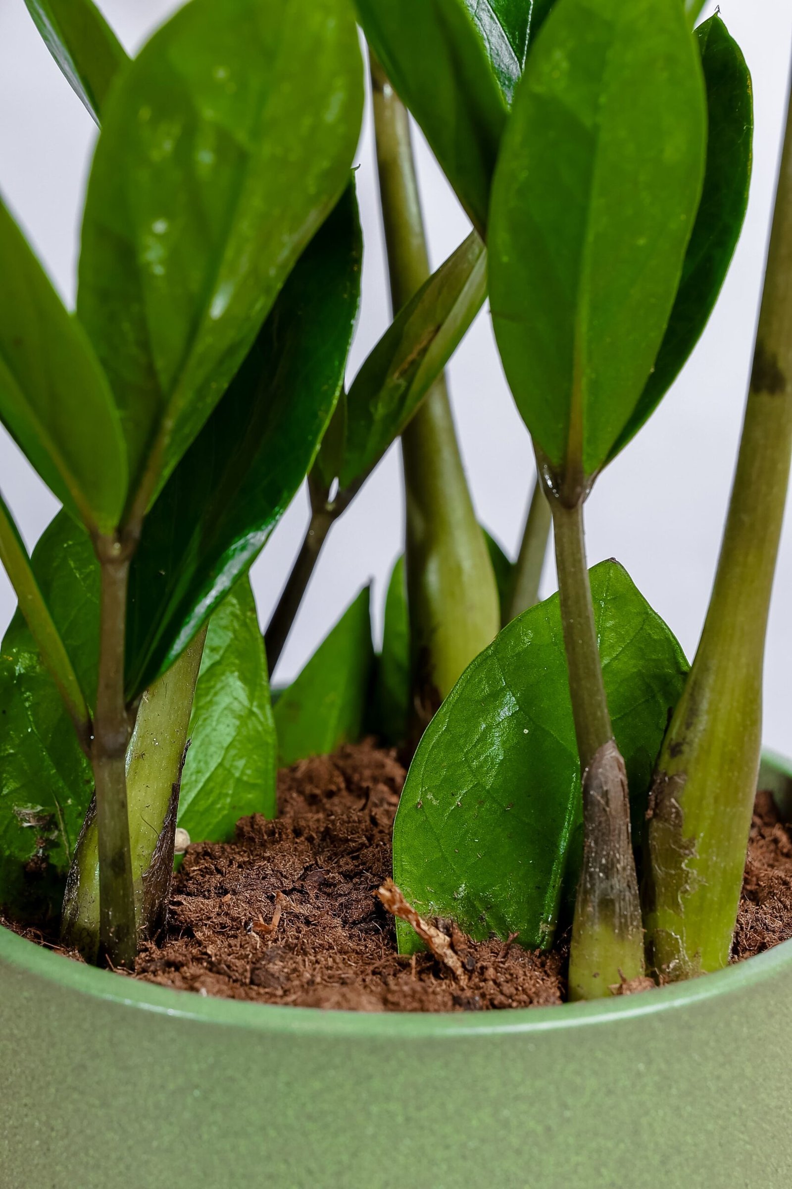 نبتة الزاميا الخضراء في حوض سيراميك اخضر - الصورة 2