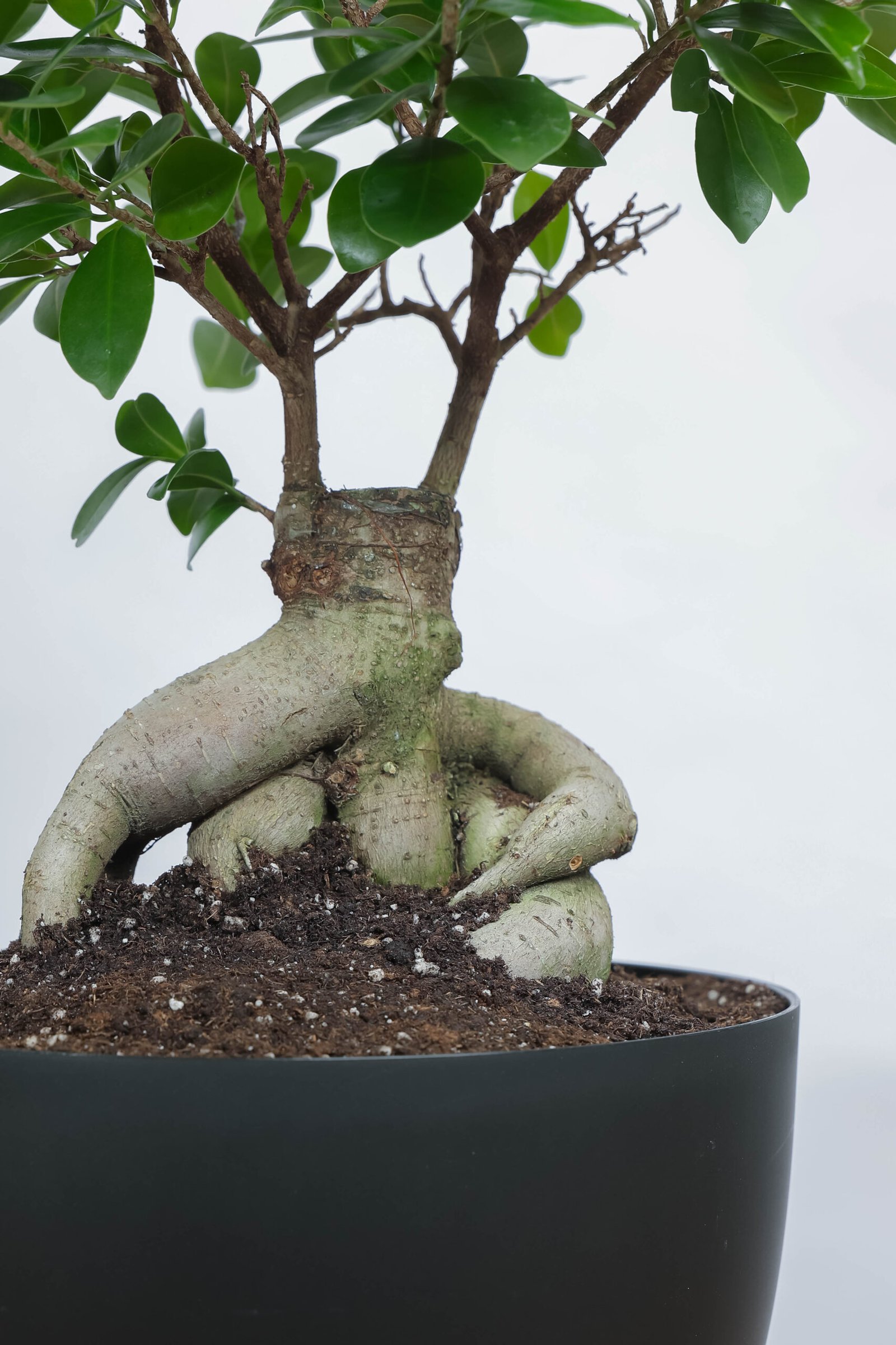 نبتة بونساي كبيره في حوض دائري اسود بقاعده خشبيه - الصورة 2