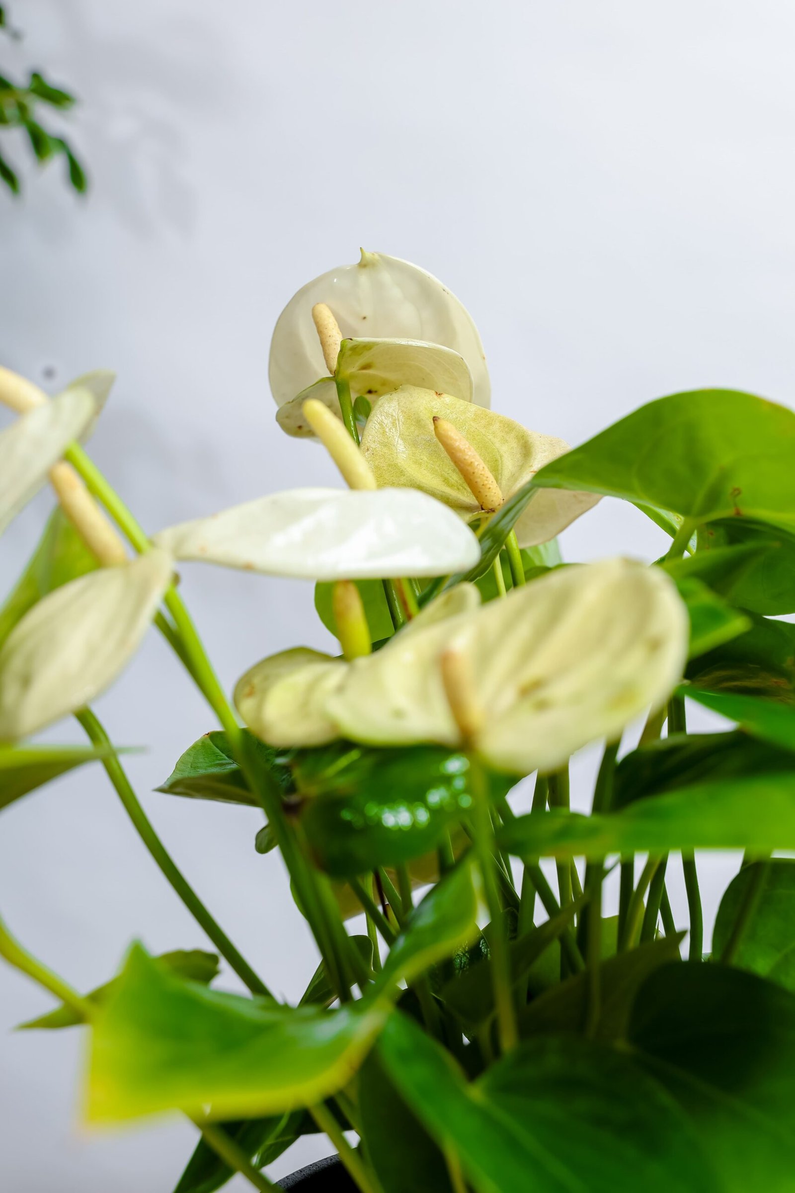 نبتة انتوريوم ابيض في اصيص سيراميك اسود - الصورة 2