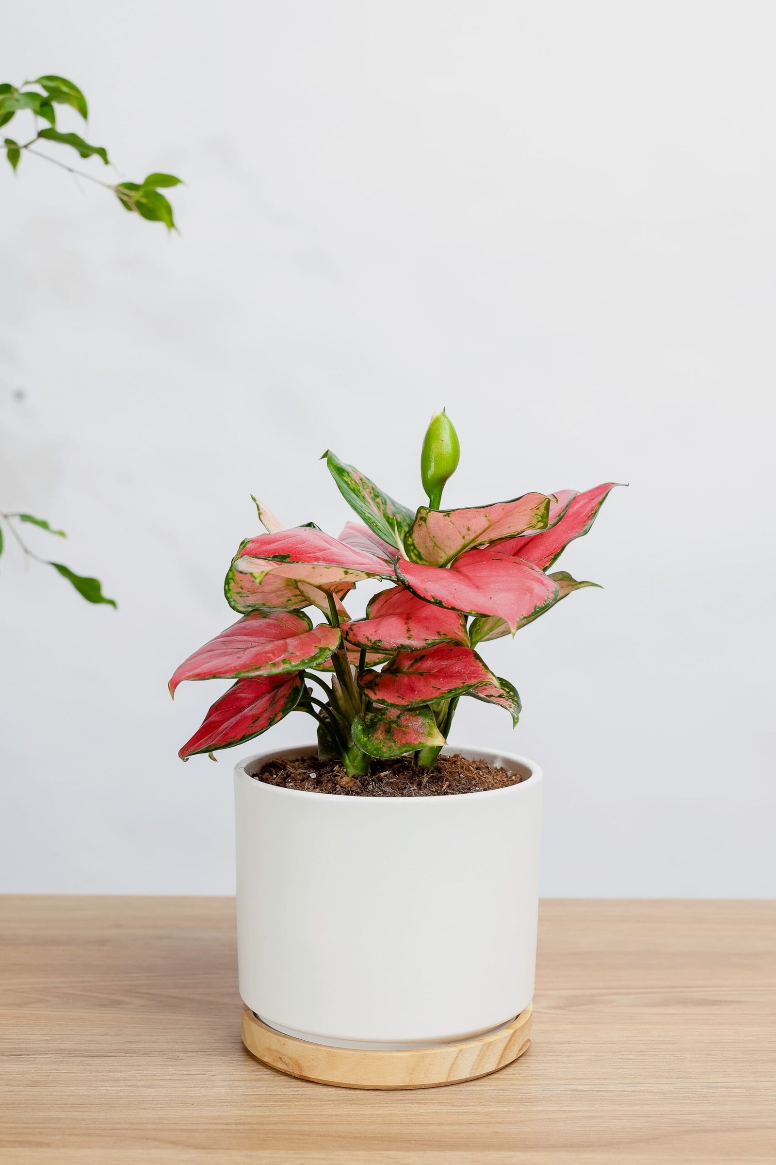 نبتة اجلونيما وردية هدية مميزة بأوراق مبرقشة من زريعة