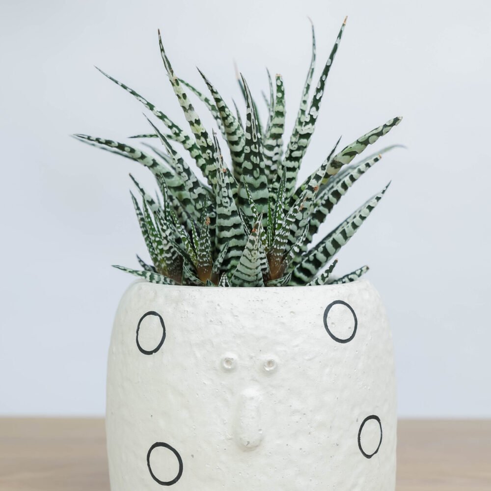 Shop Primary Image Shop Primary Image