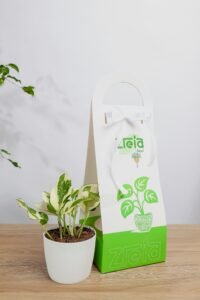 هديه هولدر نبتة بوتس انجوي