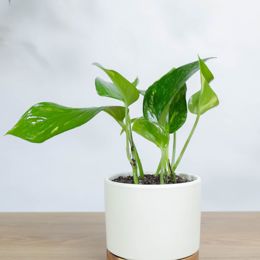 Shop Primary Image Shop Primary Image