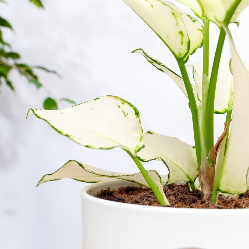 Shop Secondary Image