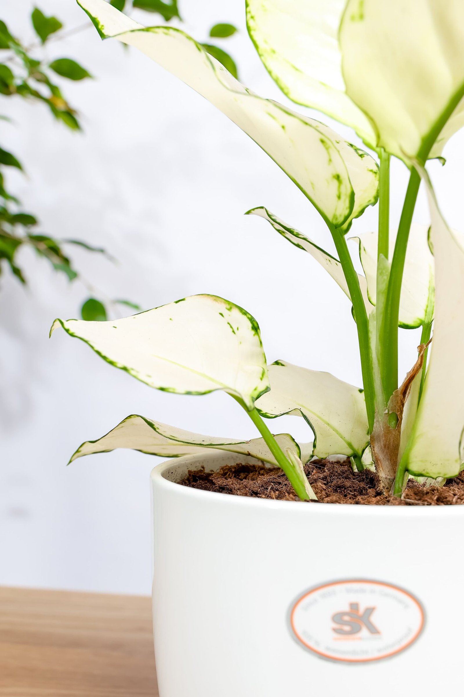 نبتة اجلونيما مبرقشه في حوض سيراميك ابيض - الصورة 2