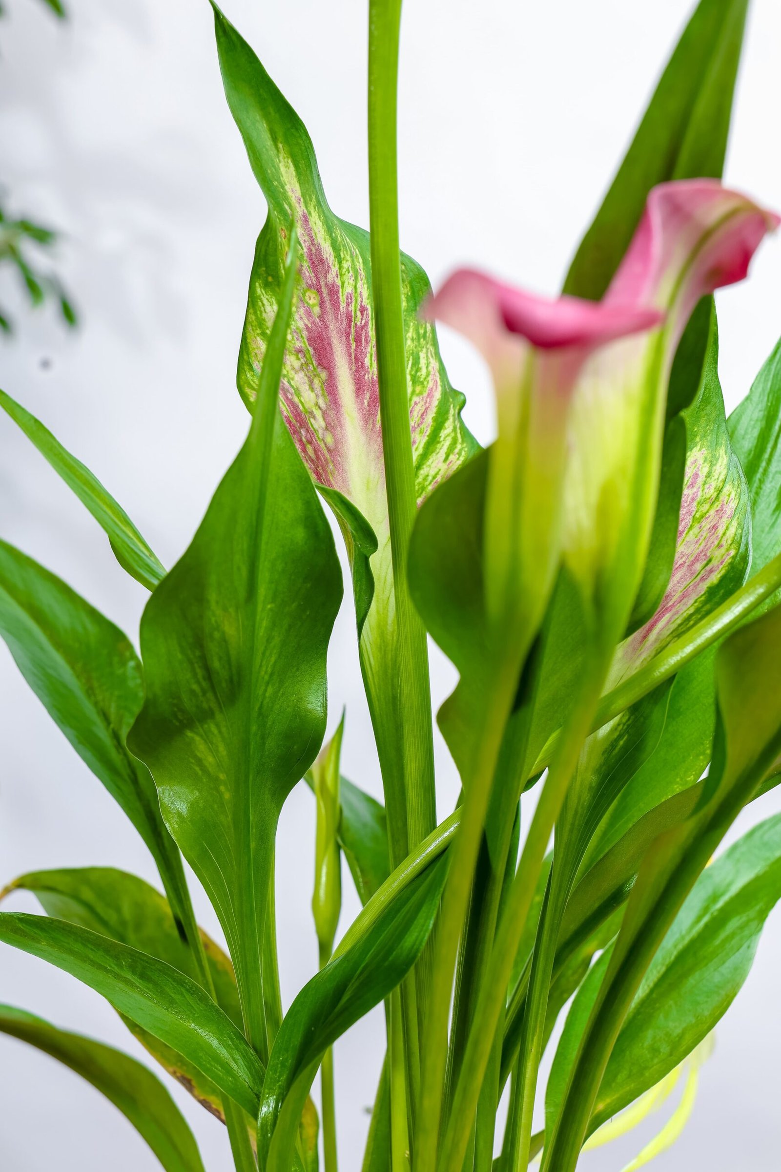 نبتة كالاليلي بنفسجي في حوض رخام وردي - الصورة 2