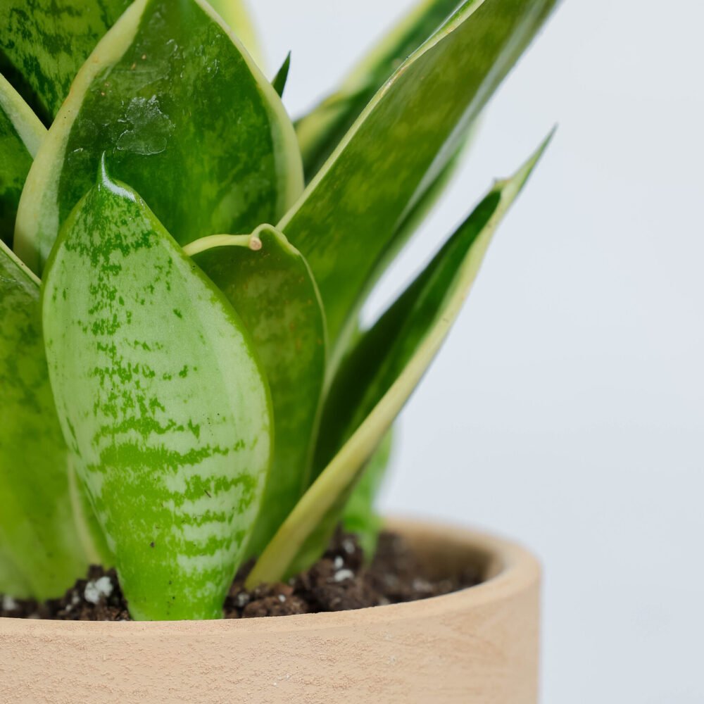 Shop Secondary Image Shop Secondary Image