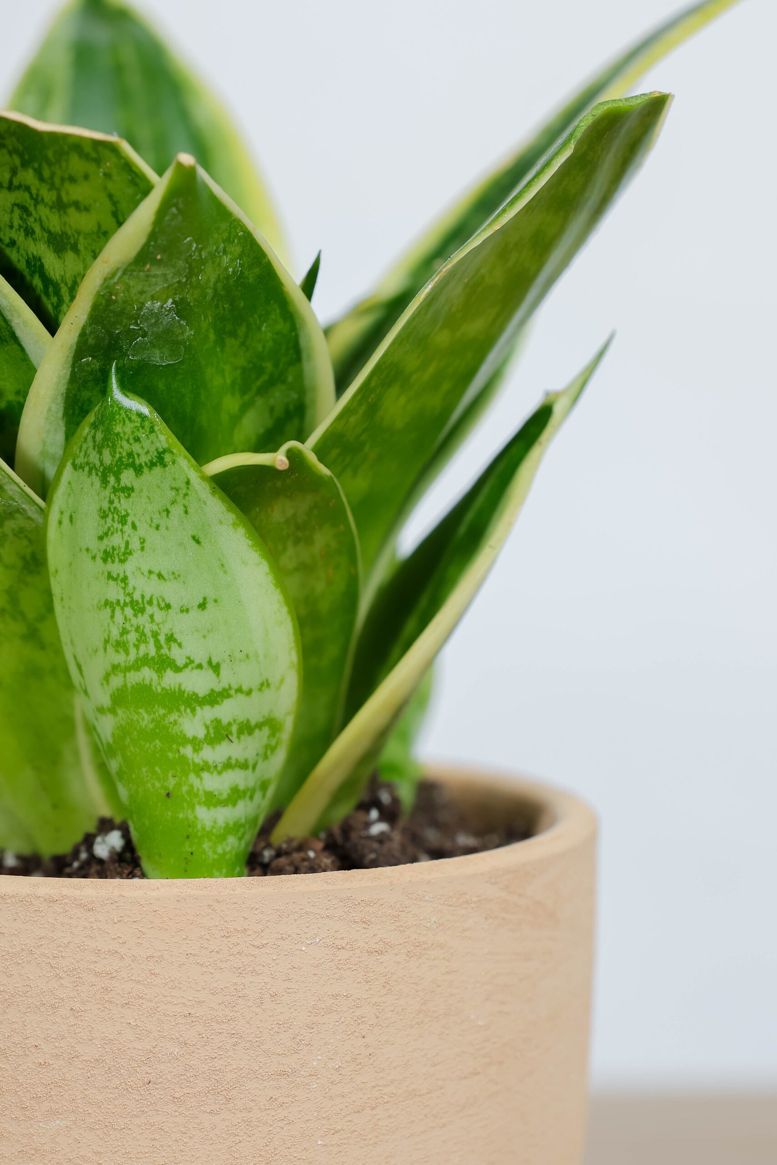 نبتة جلد النمر في اصيص فخار خشن برتقالي - الصورة 2