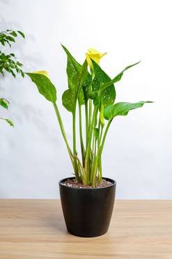 Shop Secondary Image Shop Secondary Image