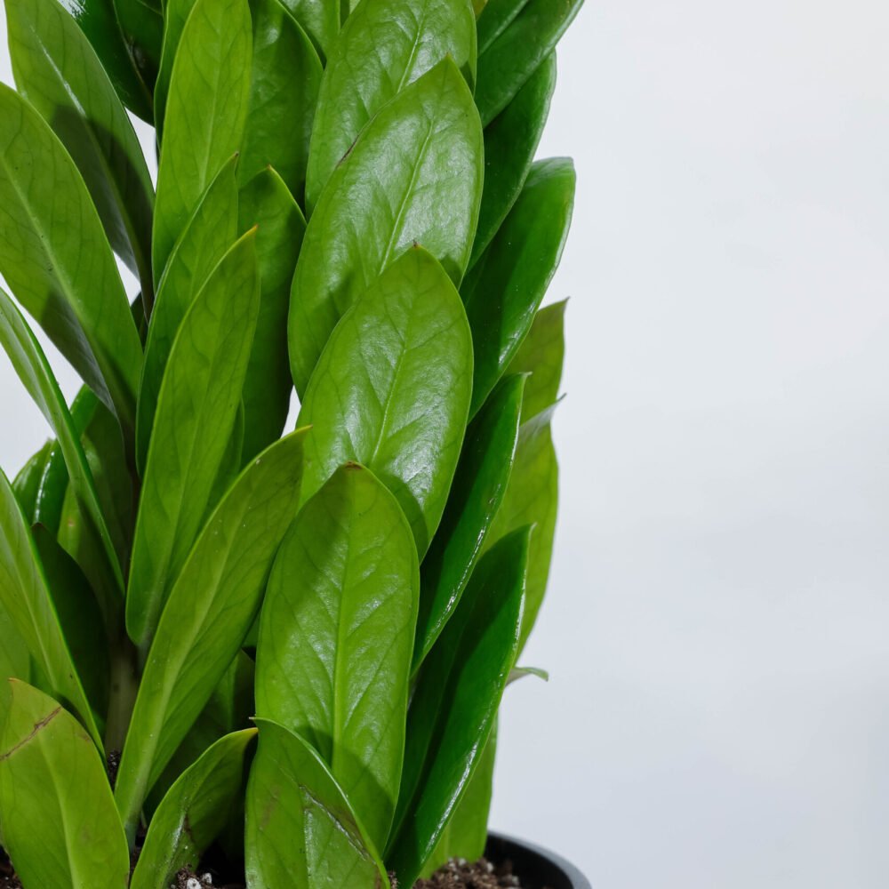 Shop Secondary Image Shop Secondary Image