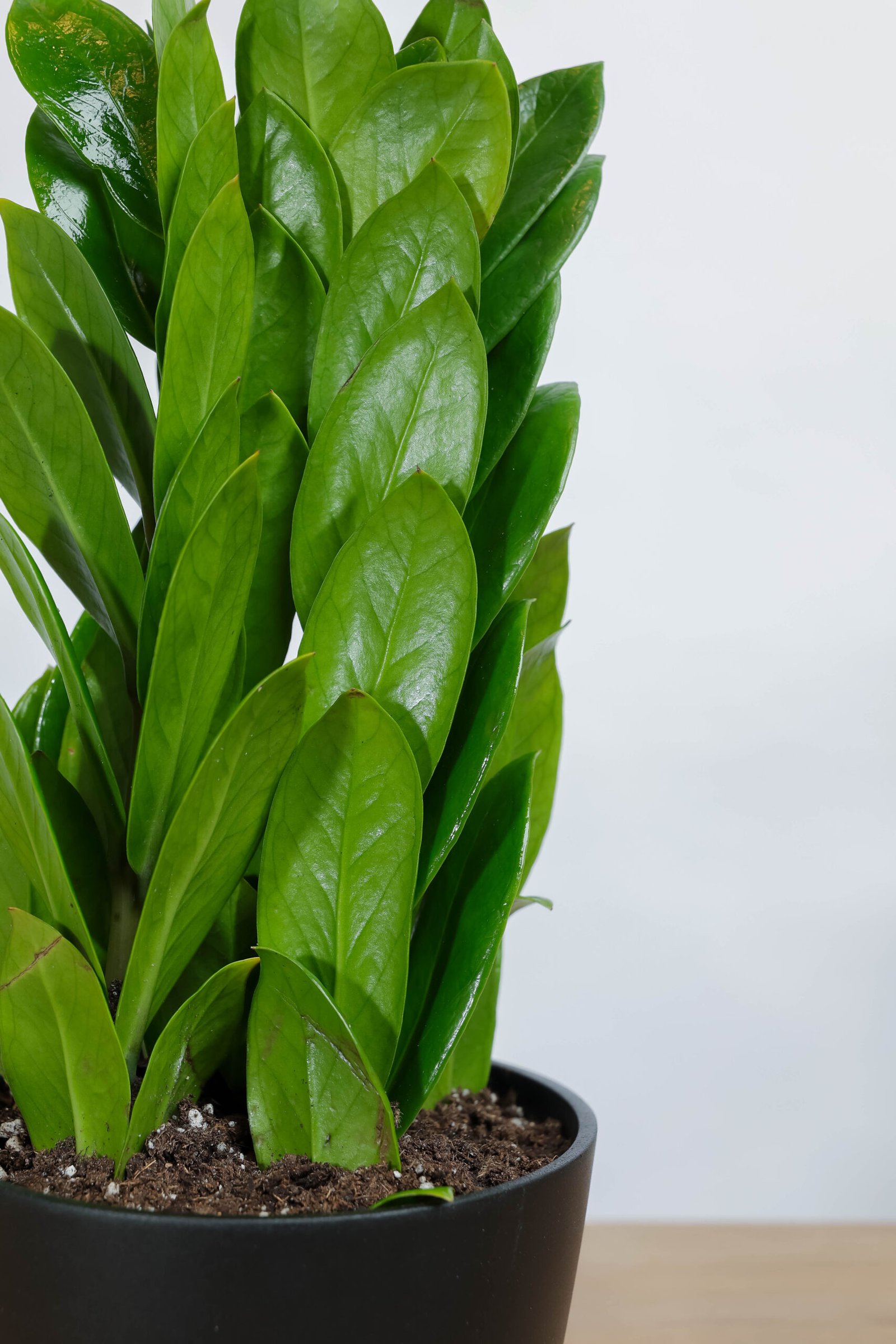 نبتة زاميا بشكل مميز في اصيص سيراميك اسود - الصورة 2