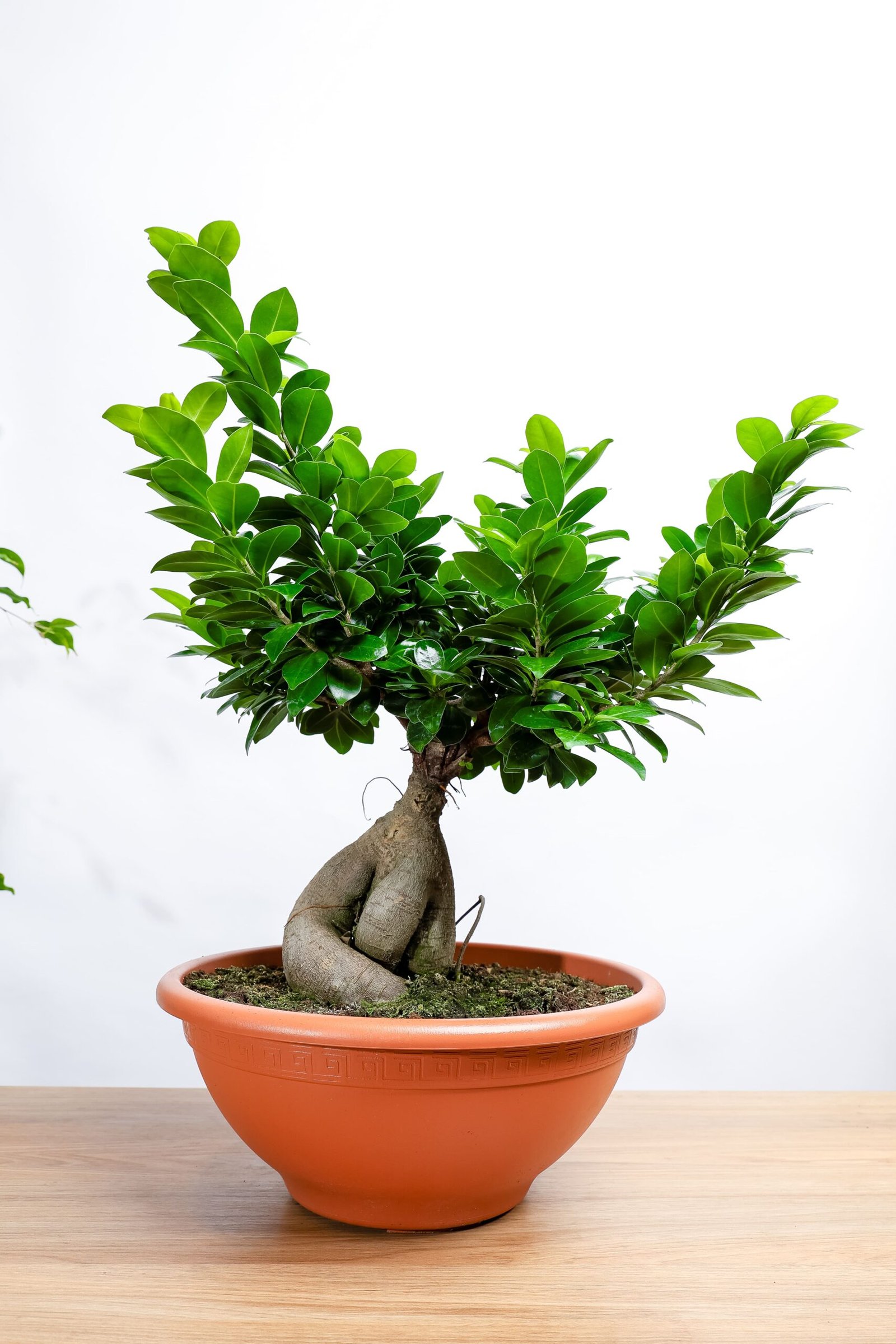 نبتة بونساي كبيره