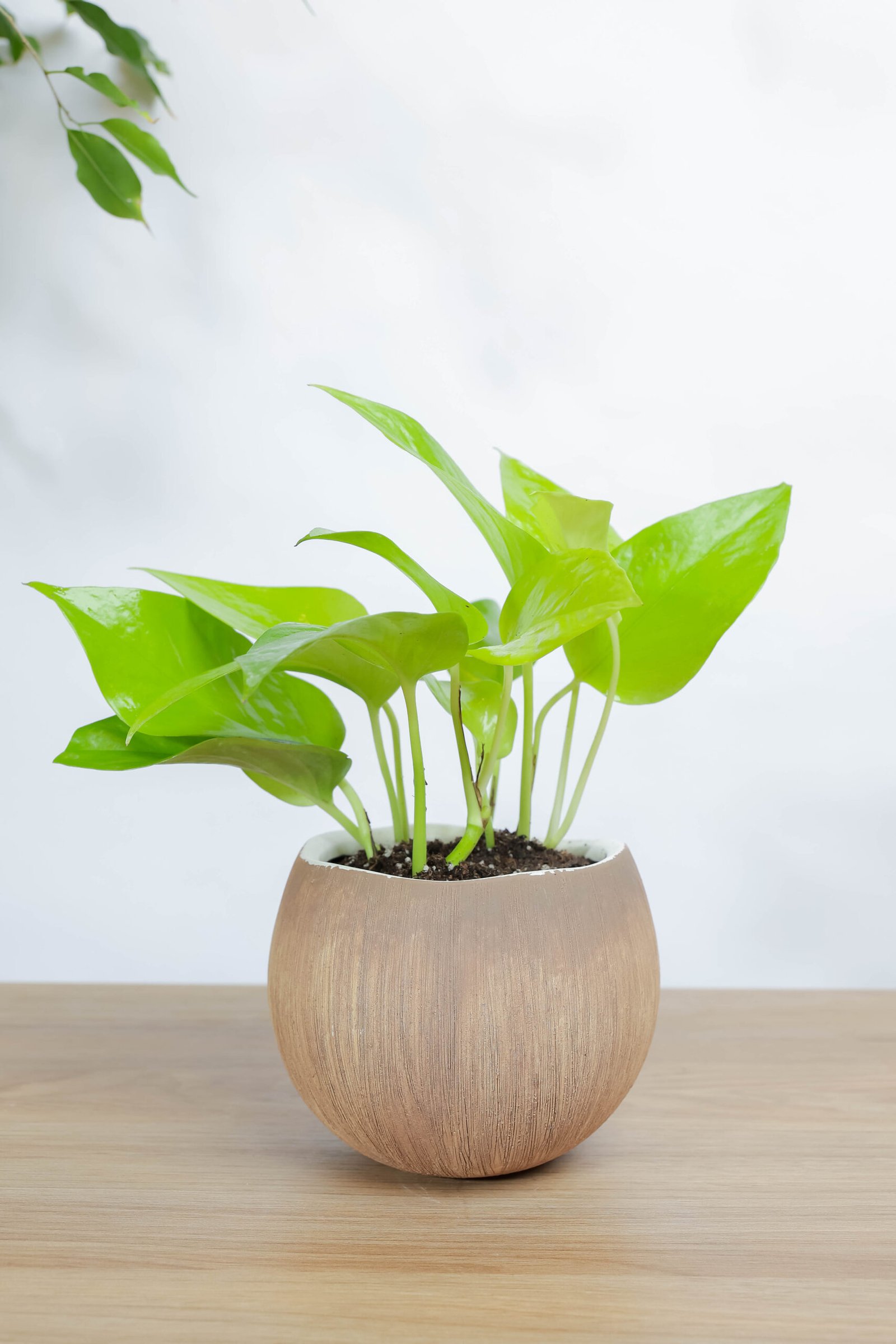 نبتة بوتس نيون في اصيص سيراميك بتصميم جوز الهند