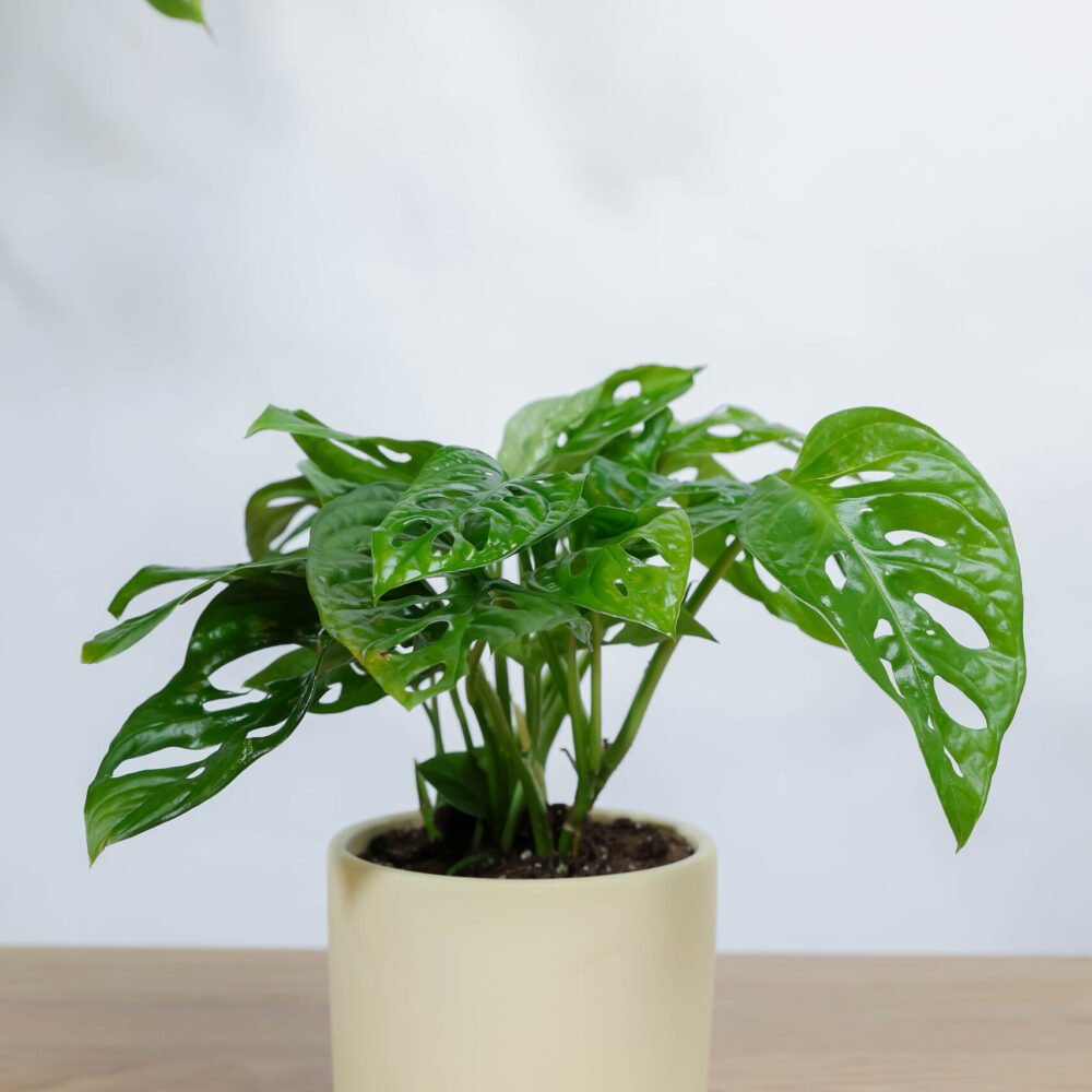 Shop Primary Image Shop Primary Image