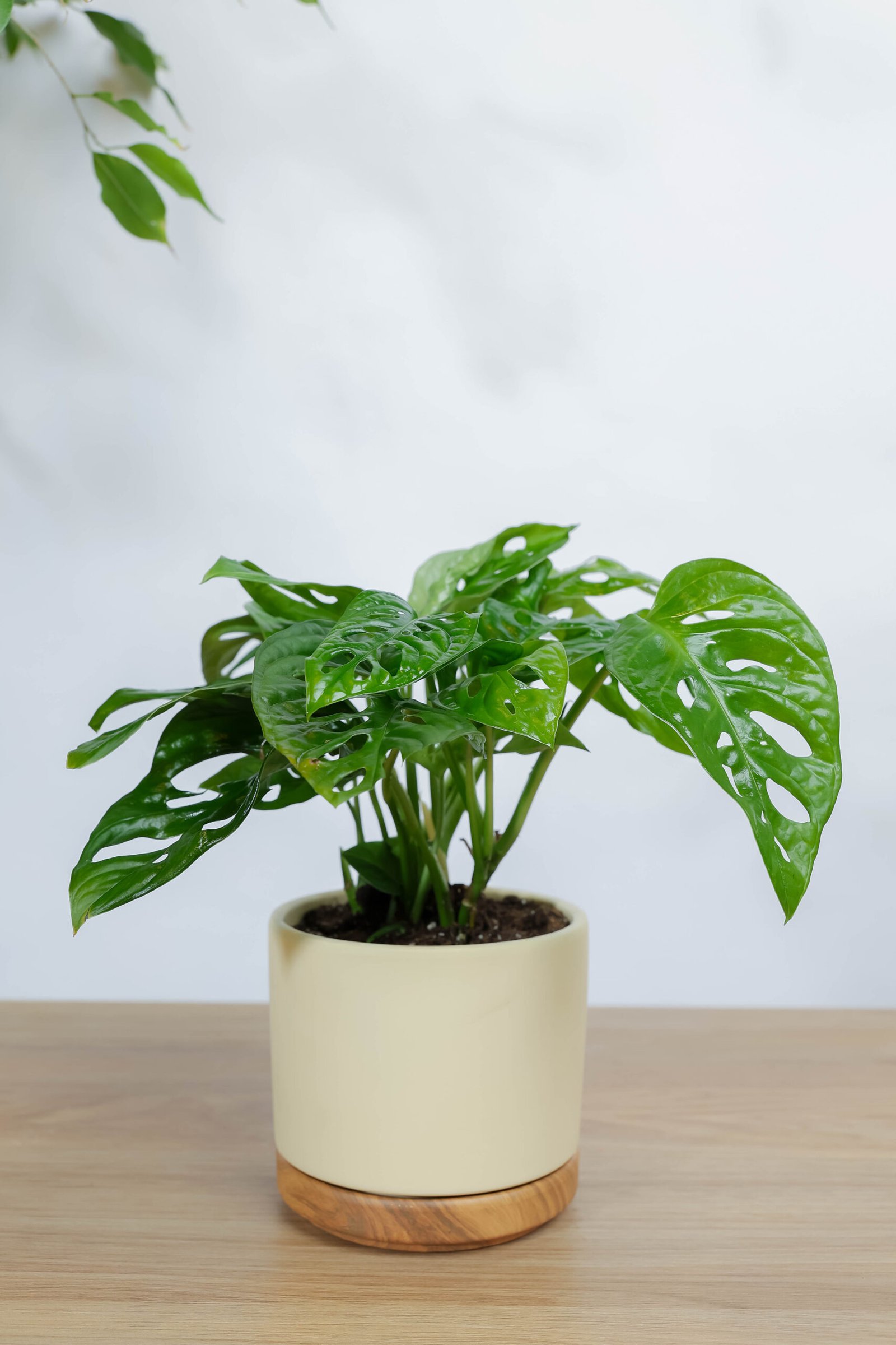 نبتة مونستيرا مونكي ادنسوني في حوض سيراميك بيج بقاعده خشبيه