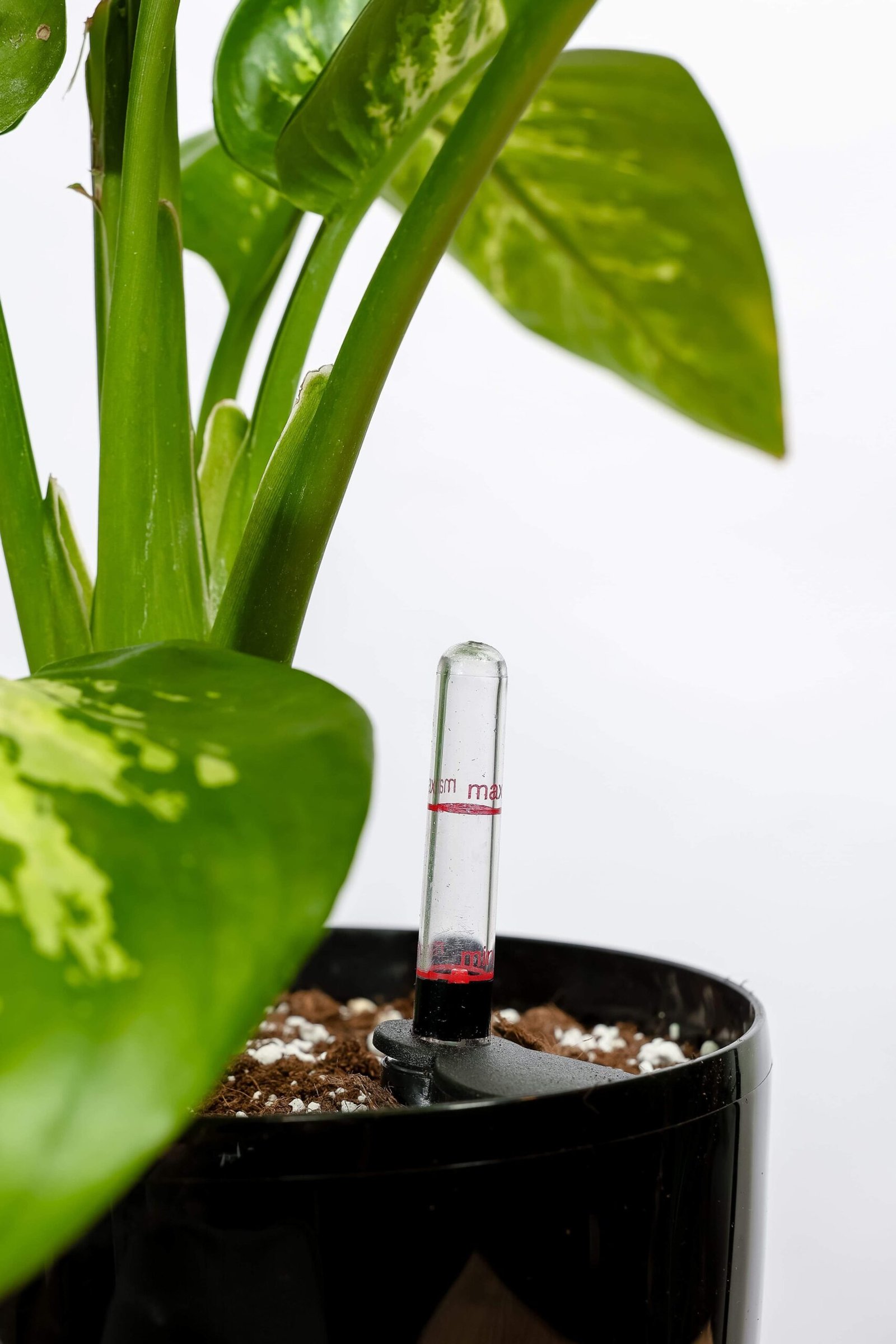 نبتة ديفنباخيا في حوض ري ذاتي اسود - الصورة 2