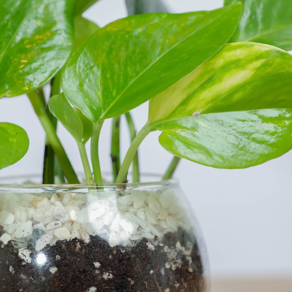 Shop Secondary Image