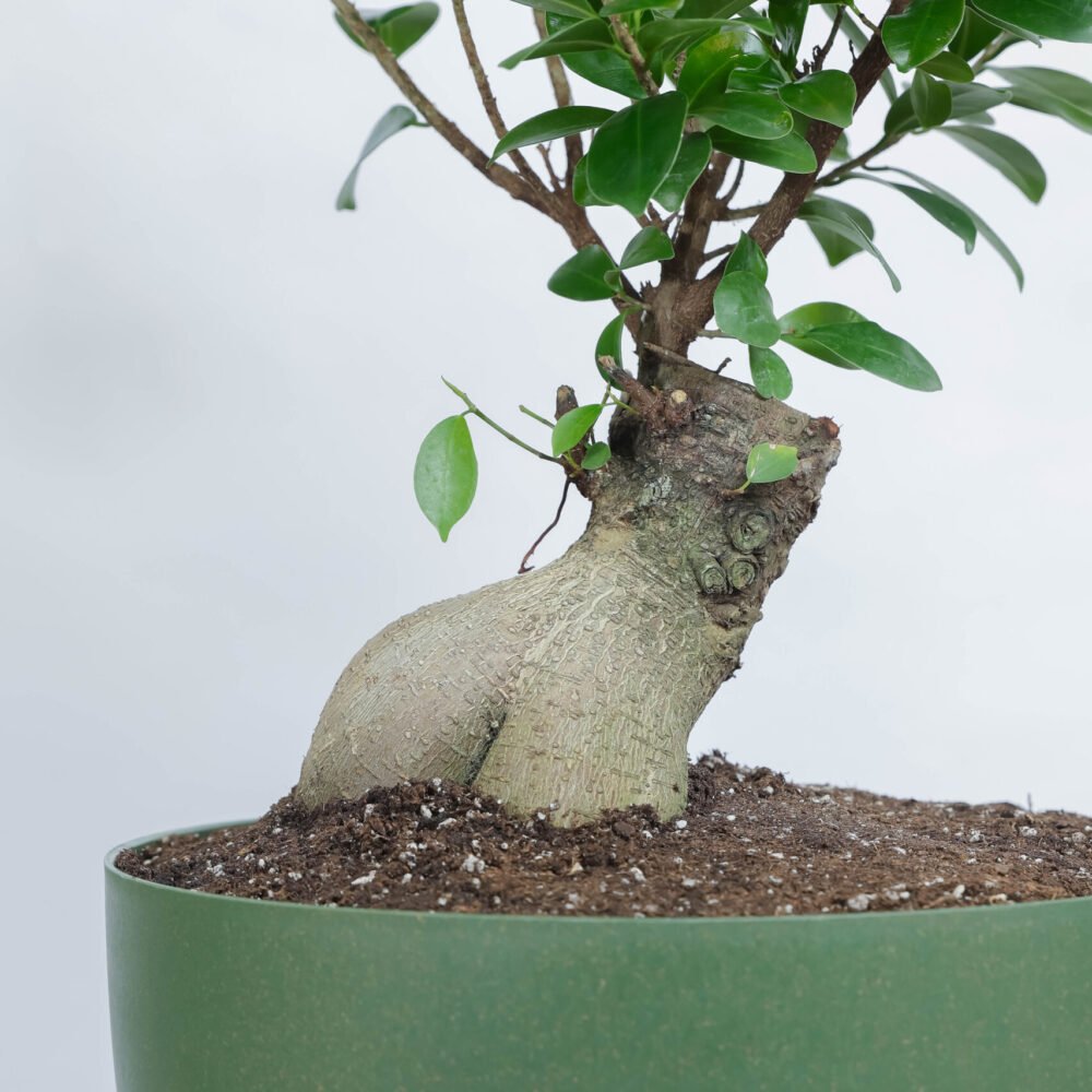 Shop Secondary Image Shop Secondary Image