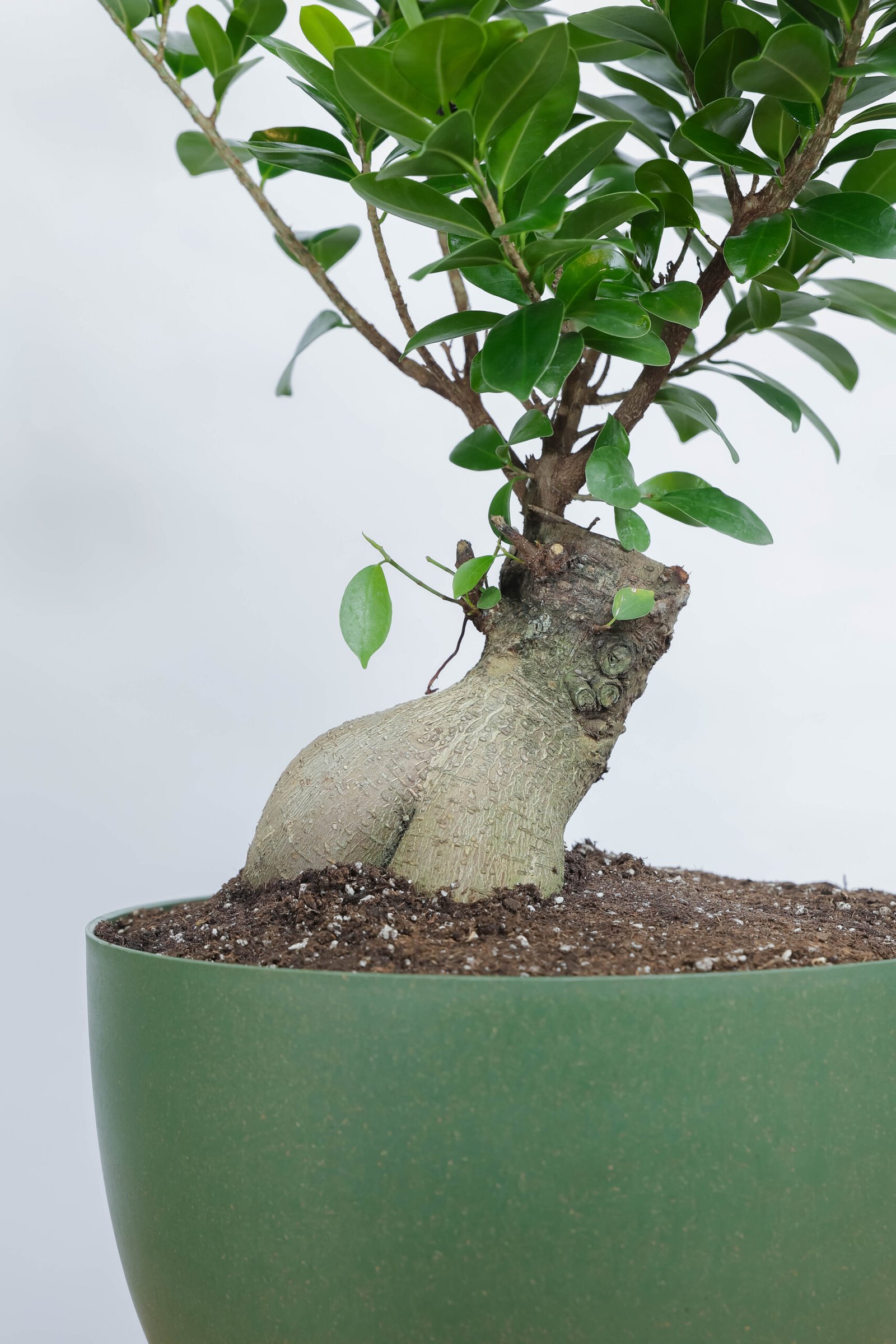 نبتة بونساي كبيره في حوض دائري أخضر بقاعده خشبيه - الصورة 2