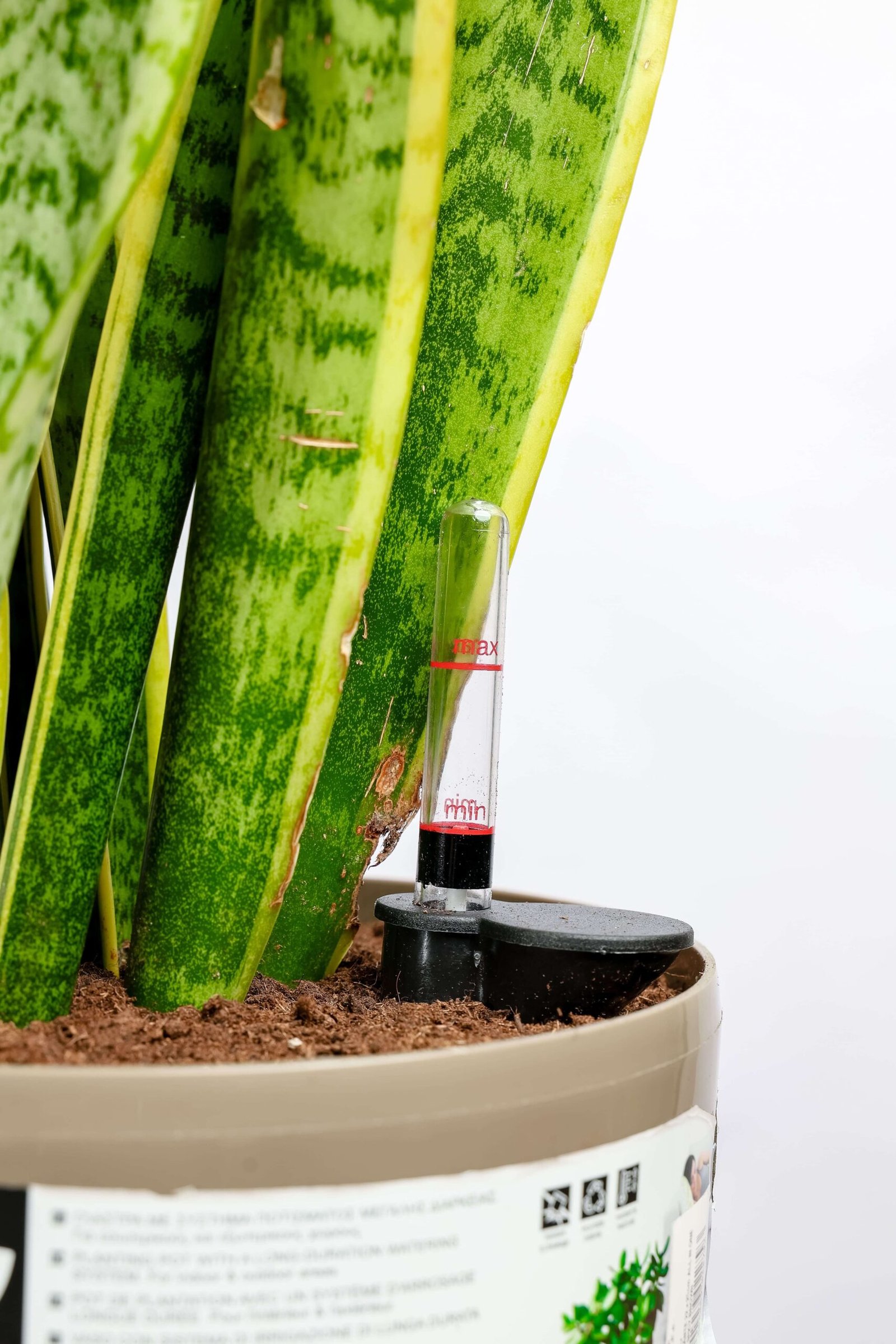 نبتة جلد النمر في حوض ري ذاتي رمادي فاتح - الصورة 2