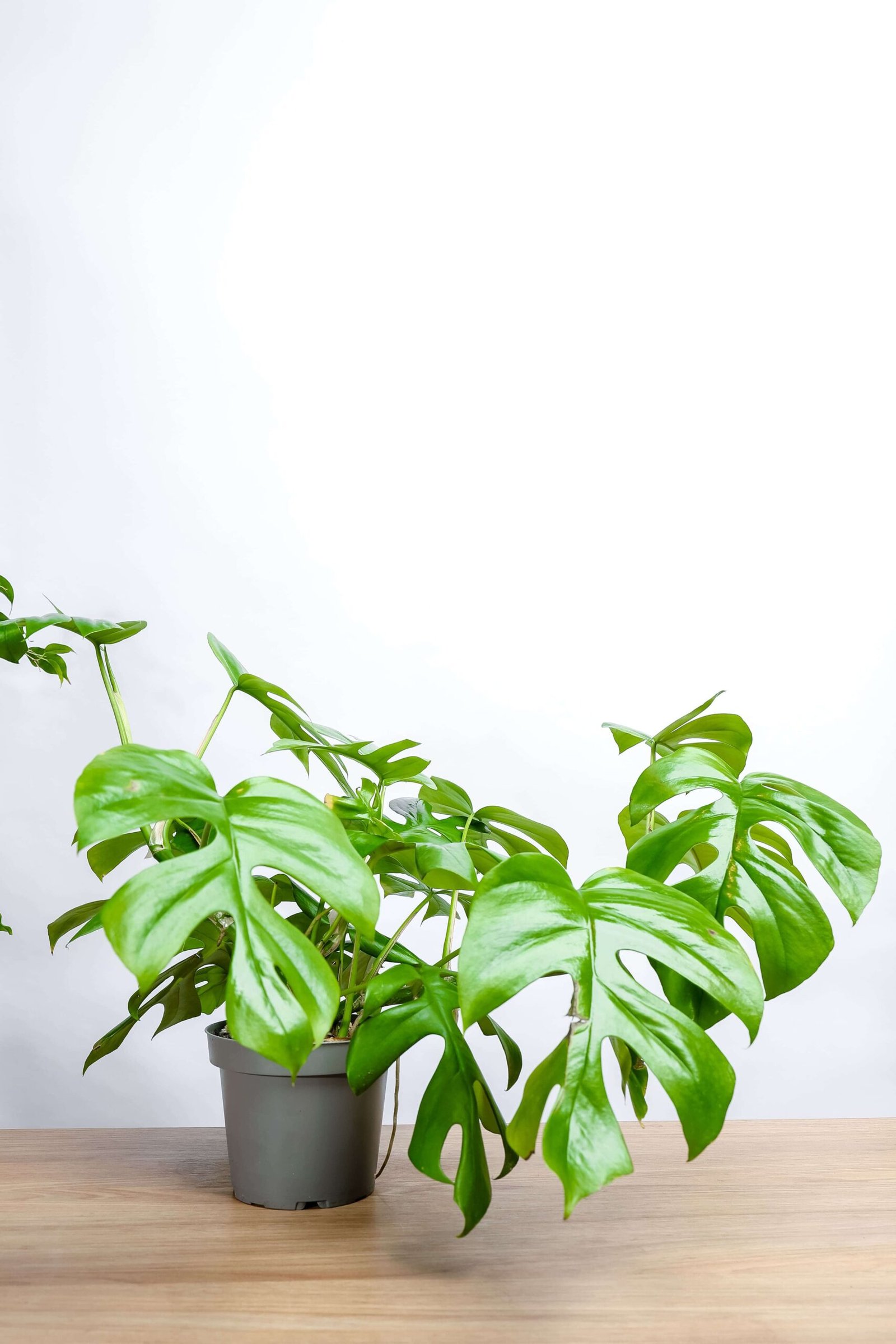 نبتة مونستيرا مينيما