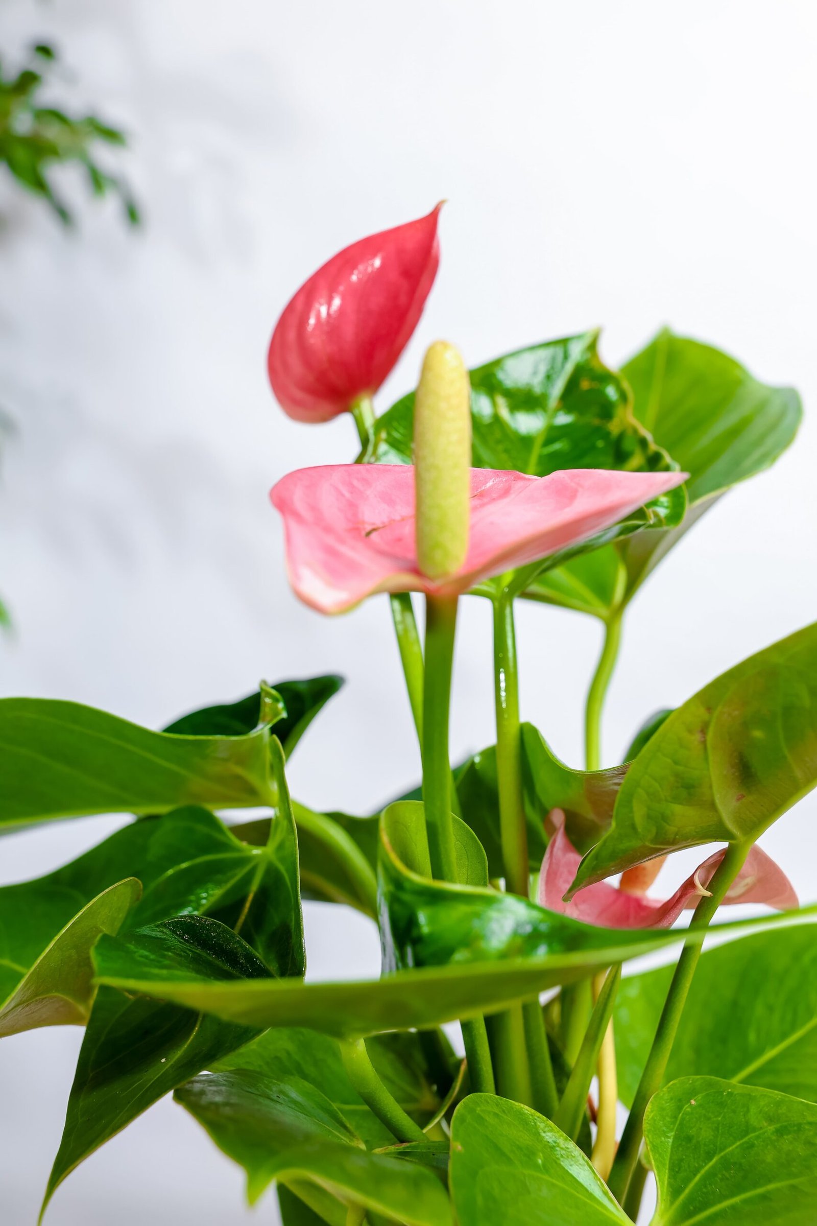 نبتة انتوريوم وردي في اصيص سيراميك ابيض - الصورة 2