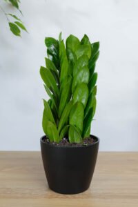 نبتة زاميا بشكل مميز في اصيص سيراميك اسود