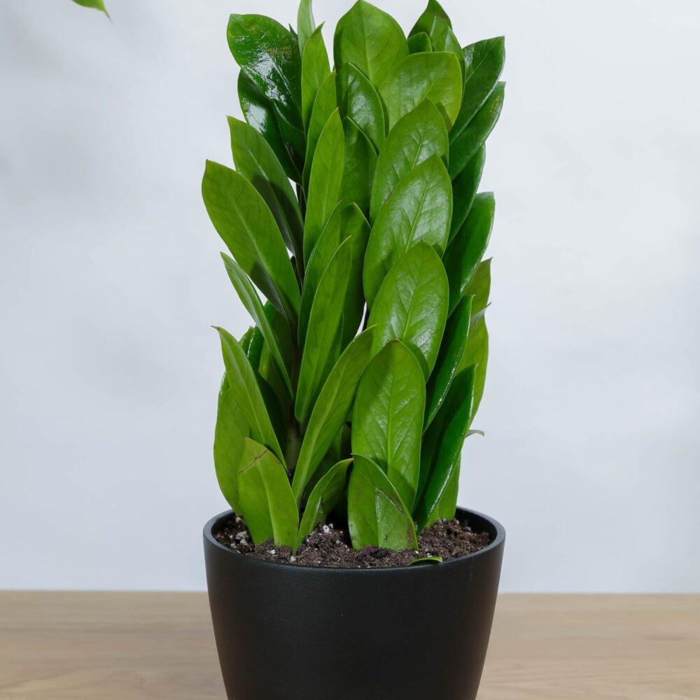 Shop Primary Image Shop Primary Image