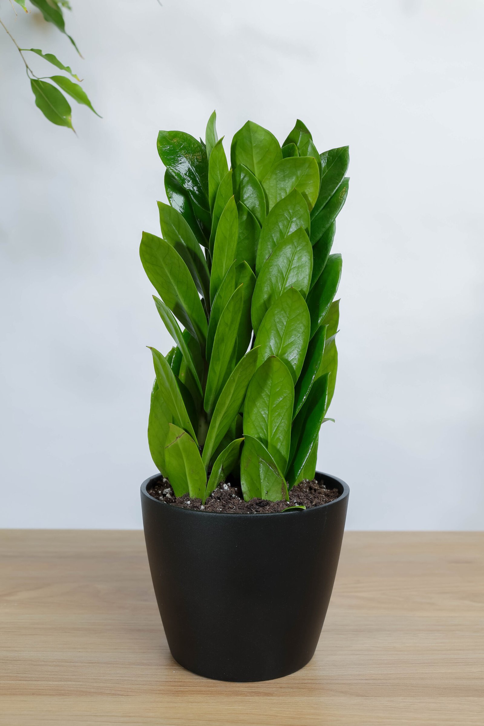 نبتة زاميا بشكل مميز في اصيص سيراميك اسود