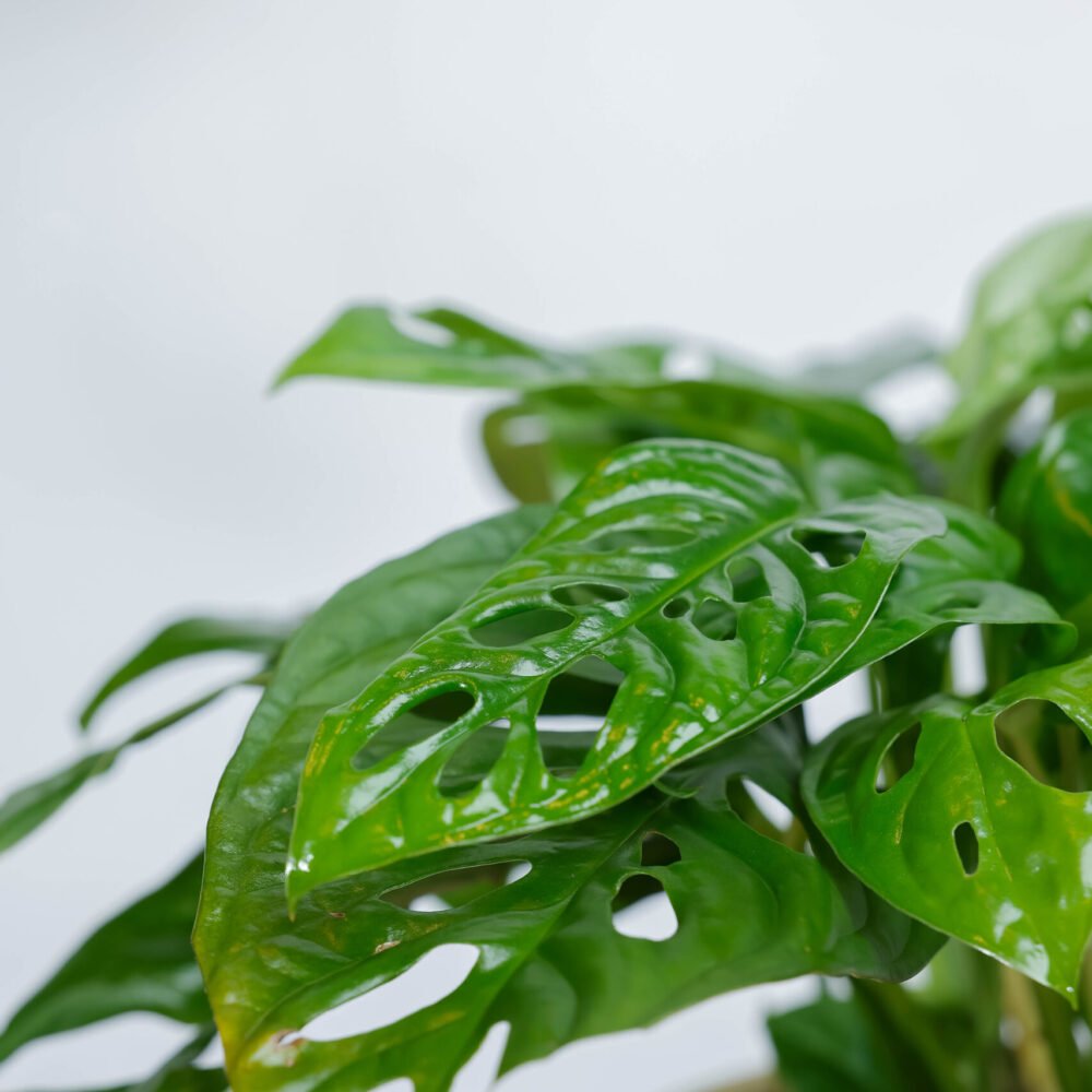 Shop Secondary Image Shop Secondary Image