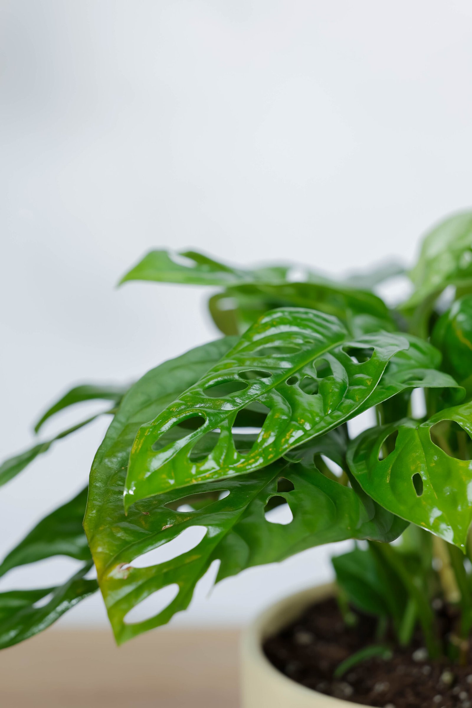 نبتة مونستيرا مونكي ادنسوني في حوض سيراميك بيج بقاعده خشبيه - الصورة 2