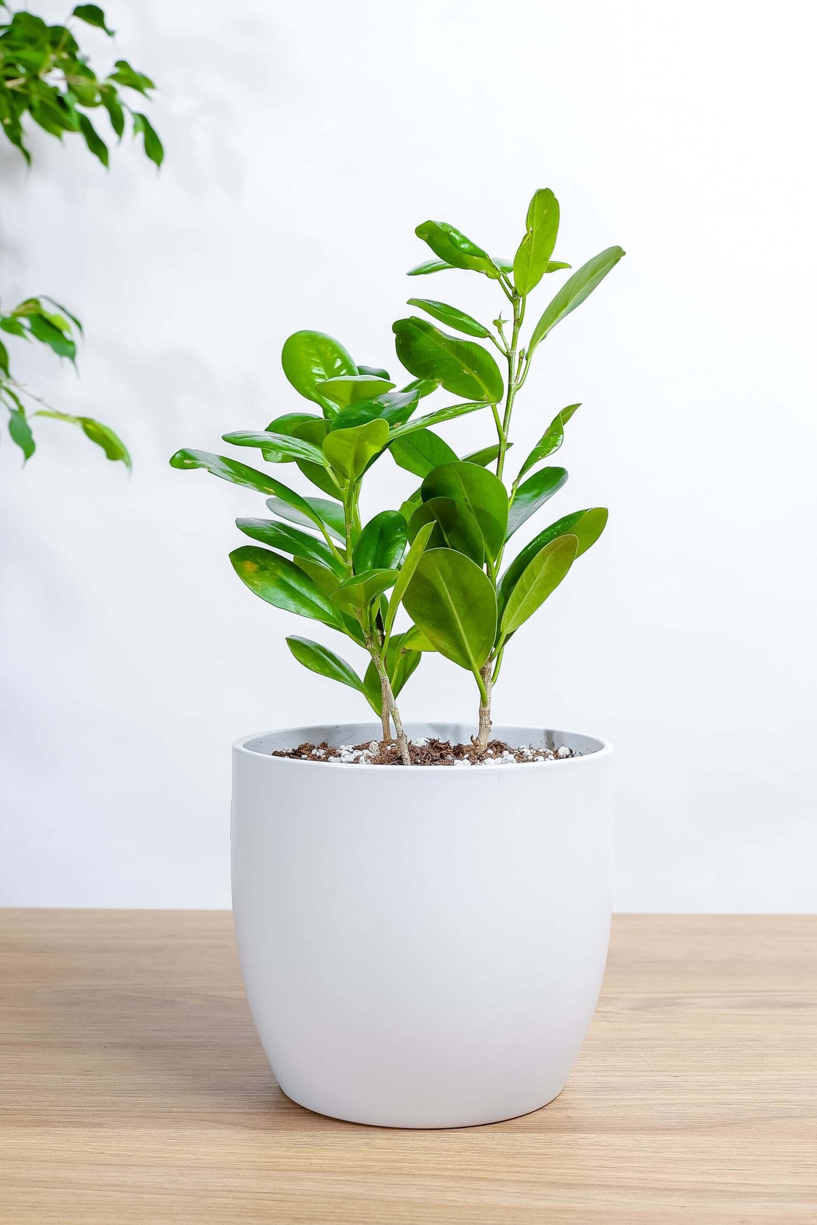 نبتة فيكس باندا في حوض رخام سماوي فاتح