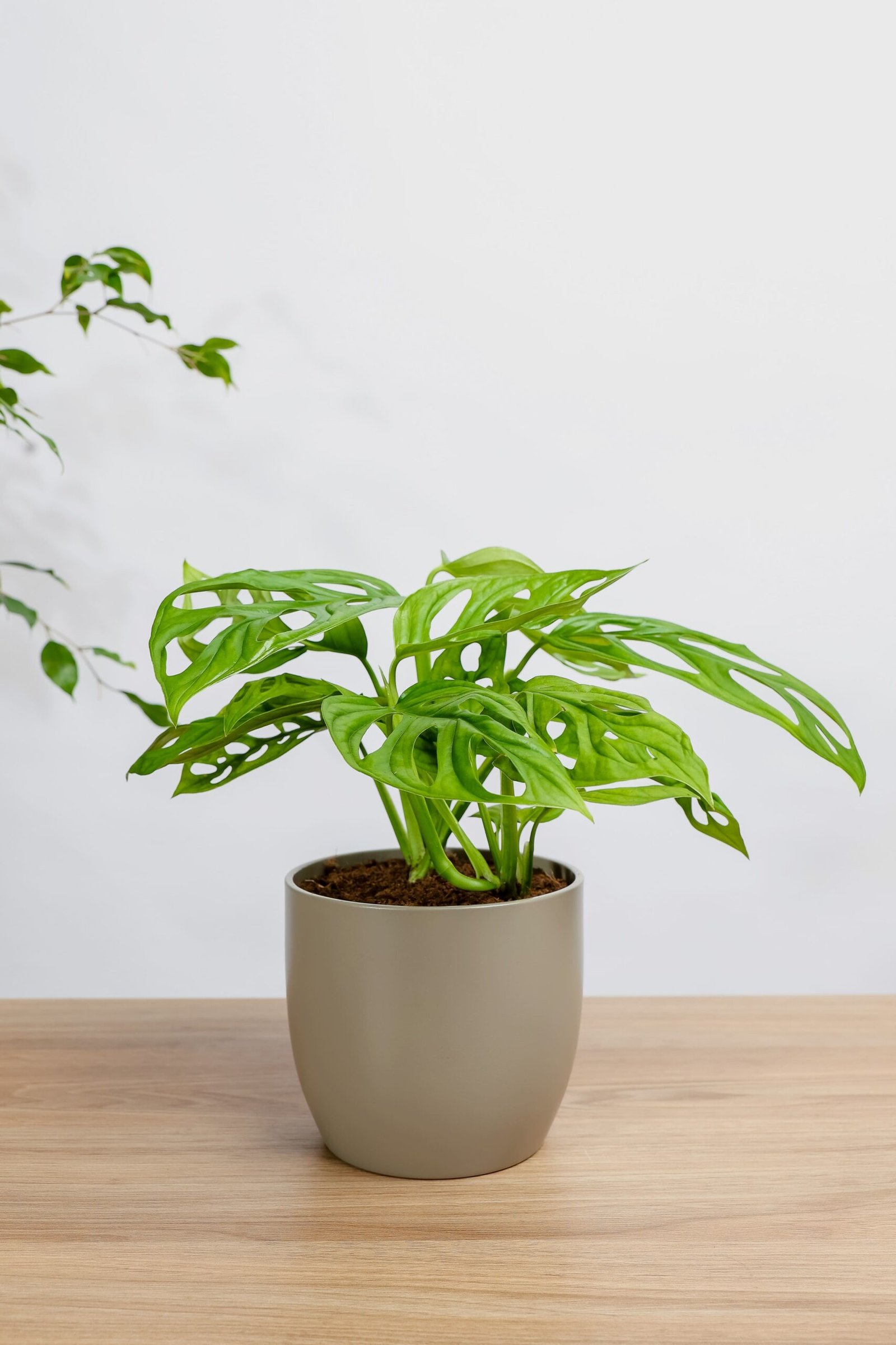 نبتة مونستيرا مونكي ادنسوني في حوض سيراميك رصاصي